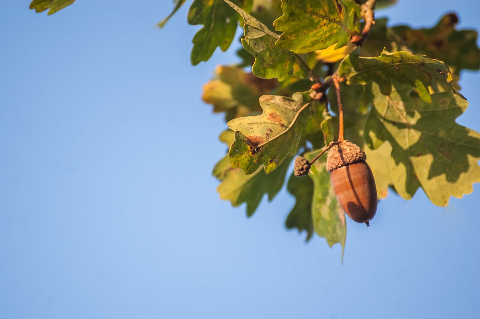 Nikon D40 sample photo. Nature, acorn, oak photography