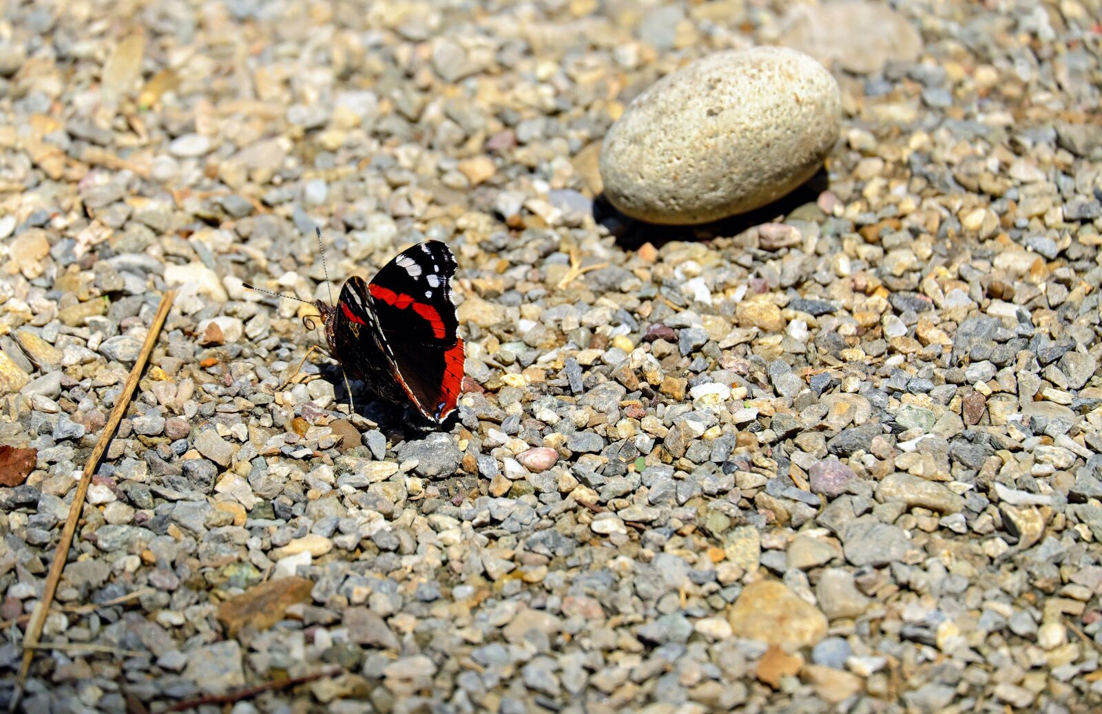 Fujifilm X-T10 + Fujifilm XC 50-230mm F4.5-6.7 OIS sample photo. Butterfly, insect, nature photography