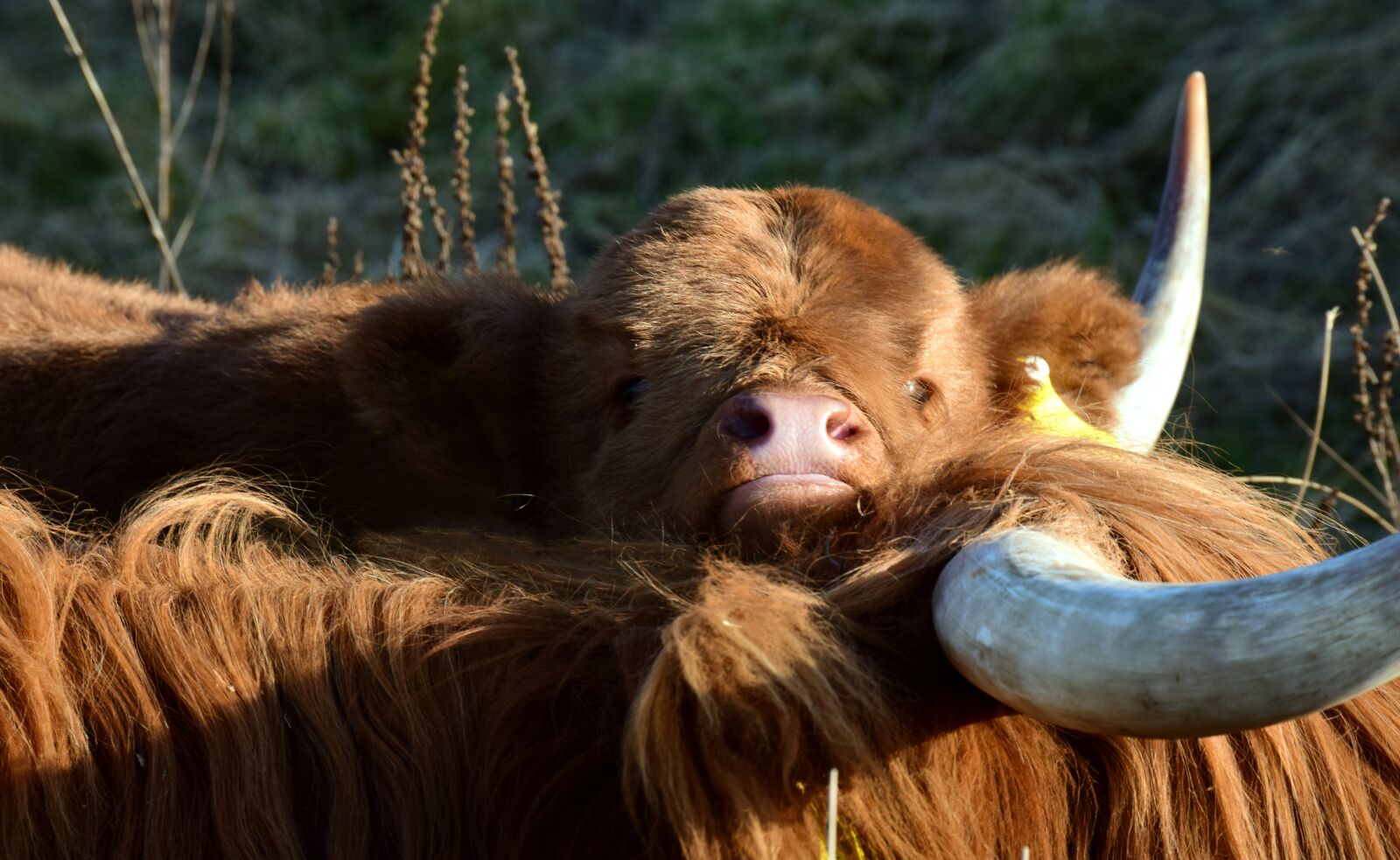 Nikon D3300 sample photo. Calf, cow, galloway photography