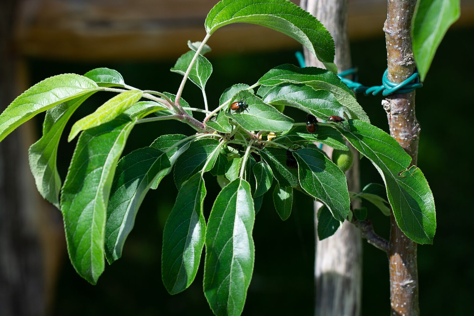 Nikon D7100 sample photo. Apple tree, branch, leaves photography