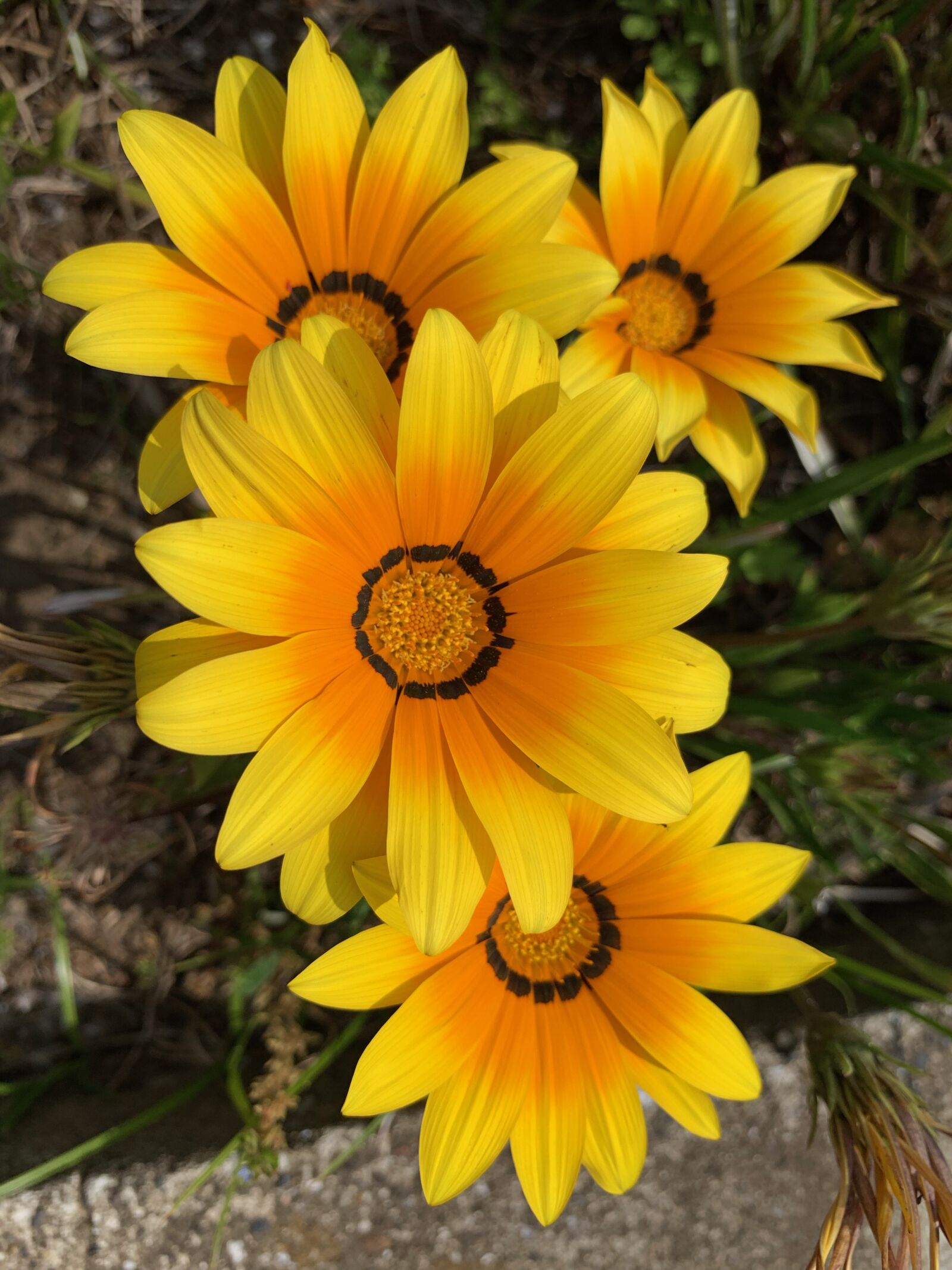 iPhone XS Max back dual camera 4.25mm f/1.8 sample photo. Yellow flowers, roadside flowers photography