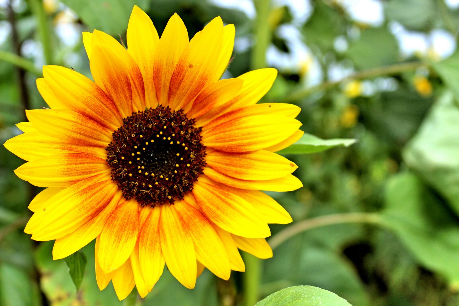 Canon EOS 600D (Rebel EOS T3i / EOS Kiss X5) sample photo. Sunflower, blossom, bloom photography