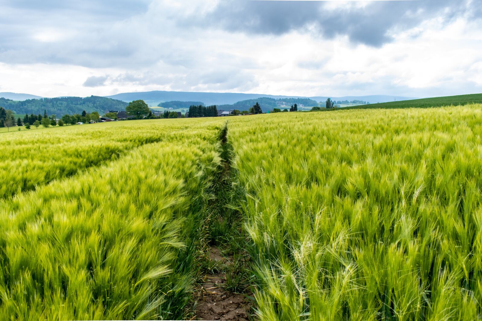 Nikon D5300 sample photo. Field, cereals, food photography