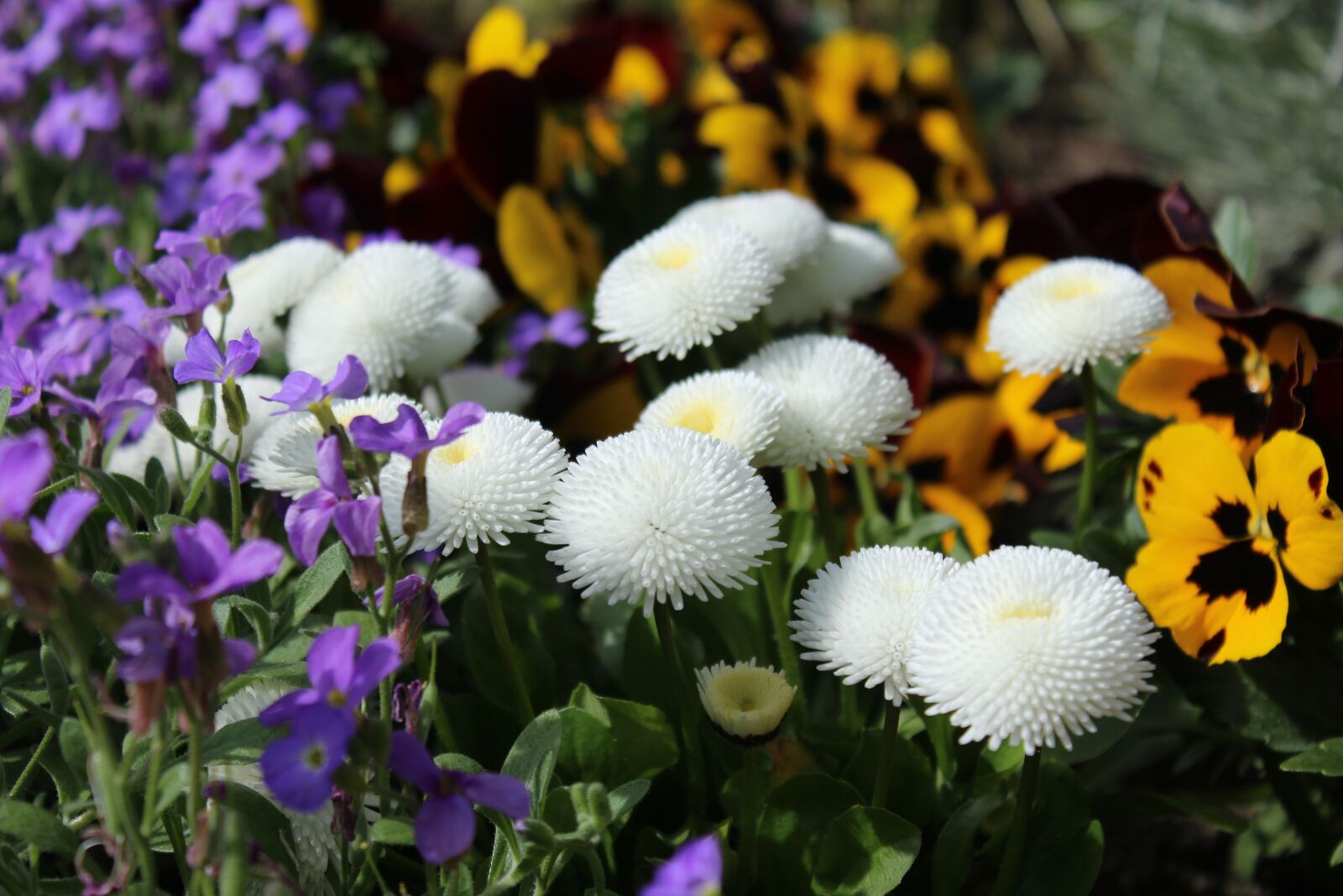 Canon EOS 1200D (EOS Rebel T5 / EOS Kiss X70 / EOS Hi) sample photo. Spring flowers, english daisy photography