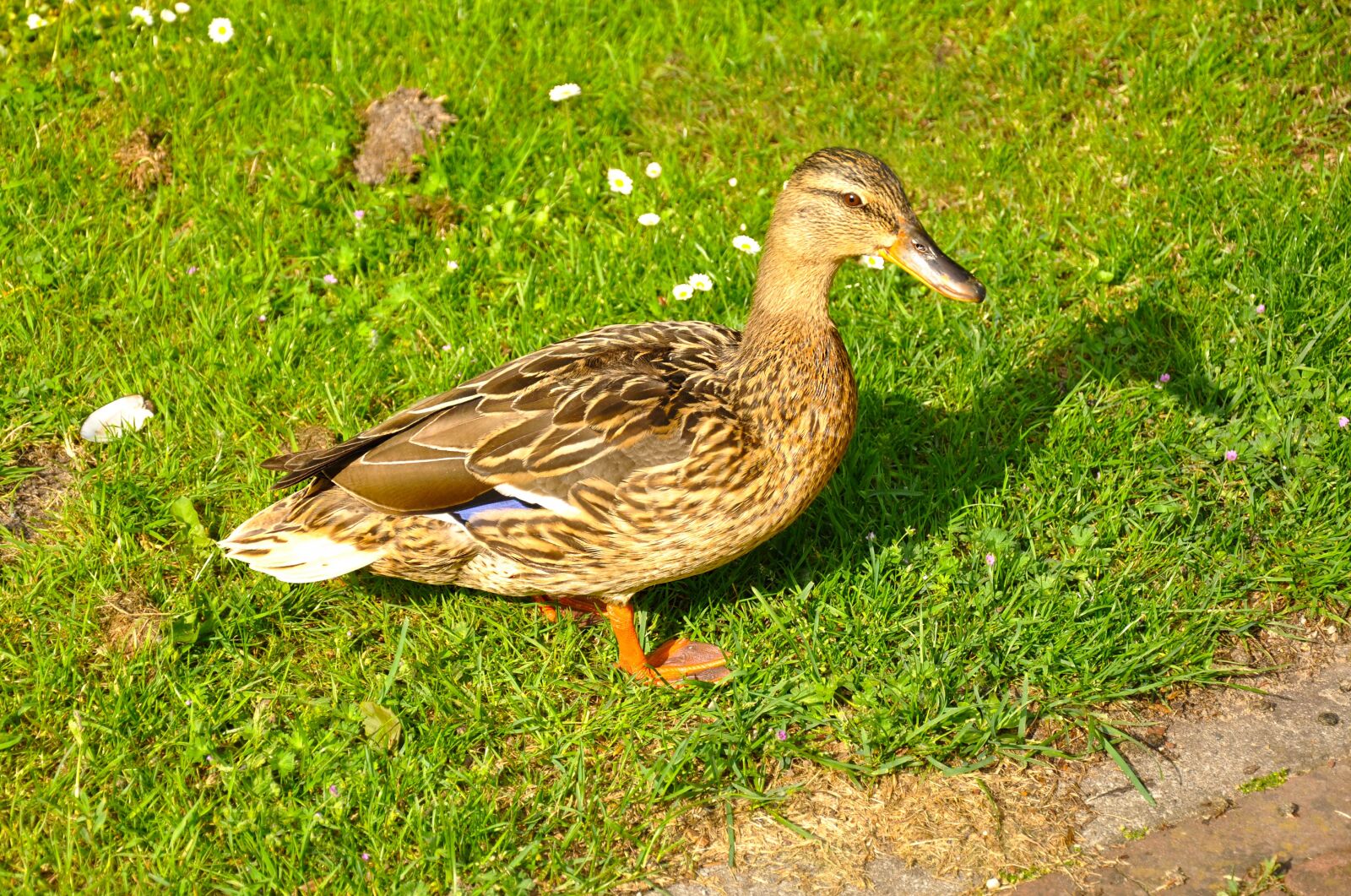 Nikon D90 sample photo. Bird, waterfowl, duck photography