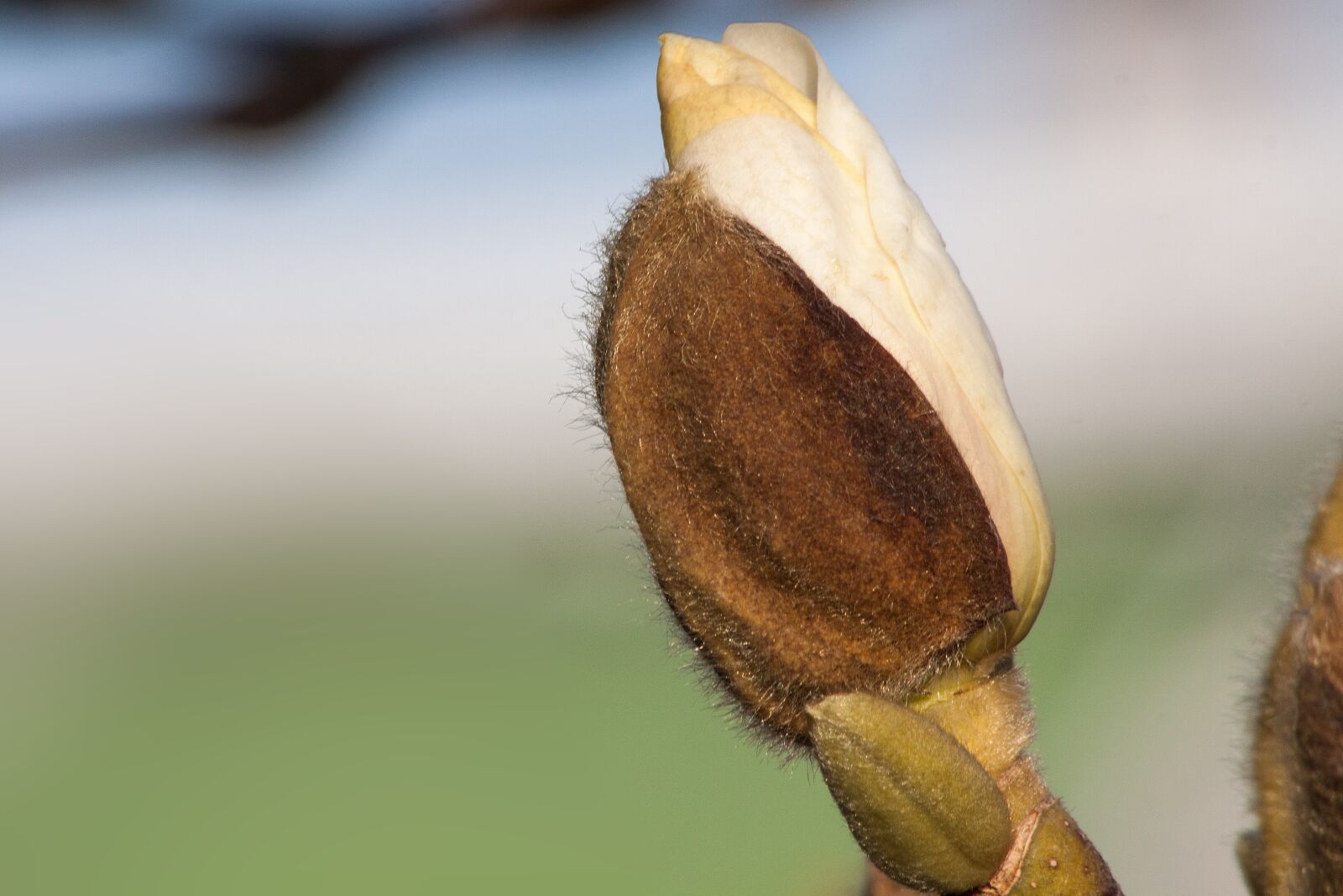 Canon EOS 50D sample photo. Magnolia, blossom, bloom photography