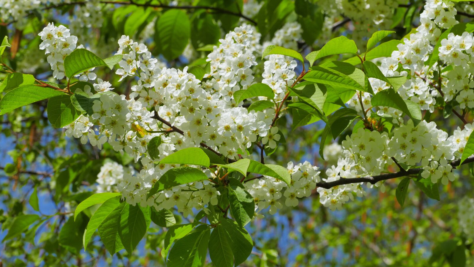 Panasonic Lumix DMC-FZ1000 sample photo. Bird cherry, flowers, spring photography