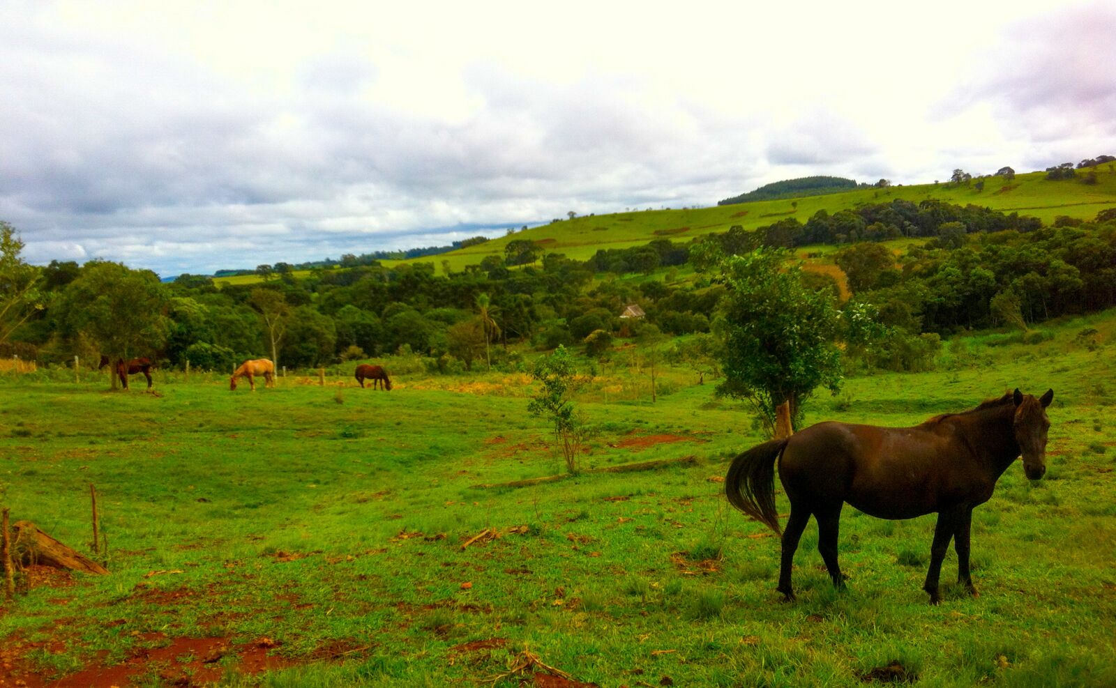 iPhone 4 back camera 3.85mm f/2.8 sample photo. Horse, green, trees photography