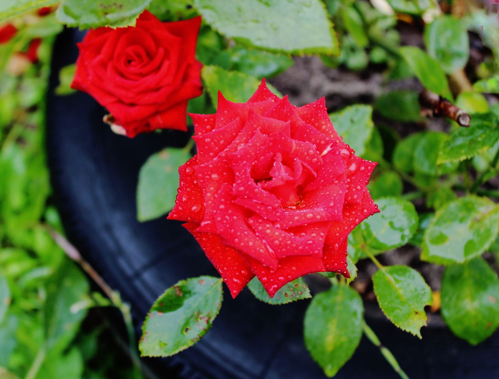 Canon EOS 600D (Rebel EOS T3i / EOS Kiss X5) sample photo. Rain, garden, roses photography