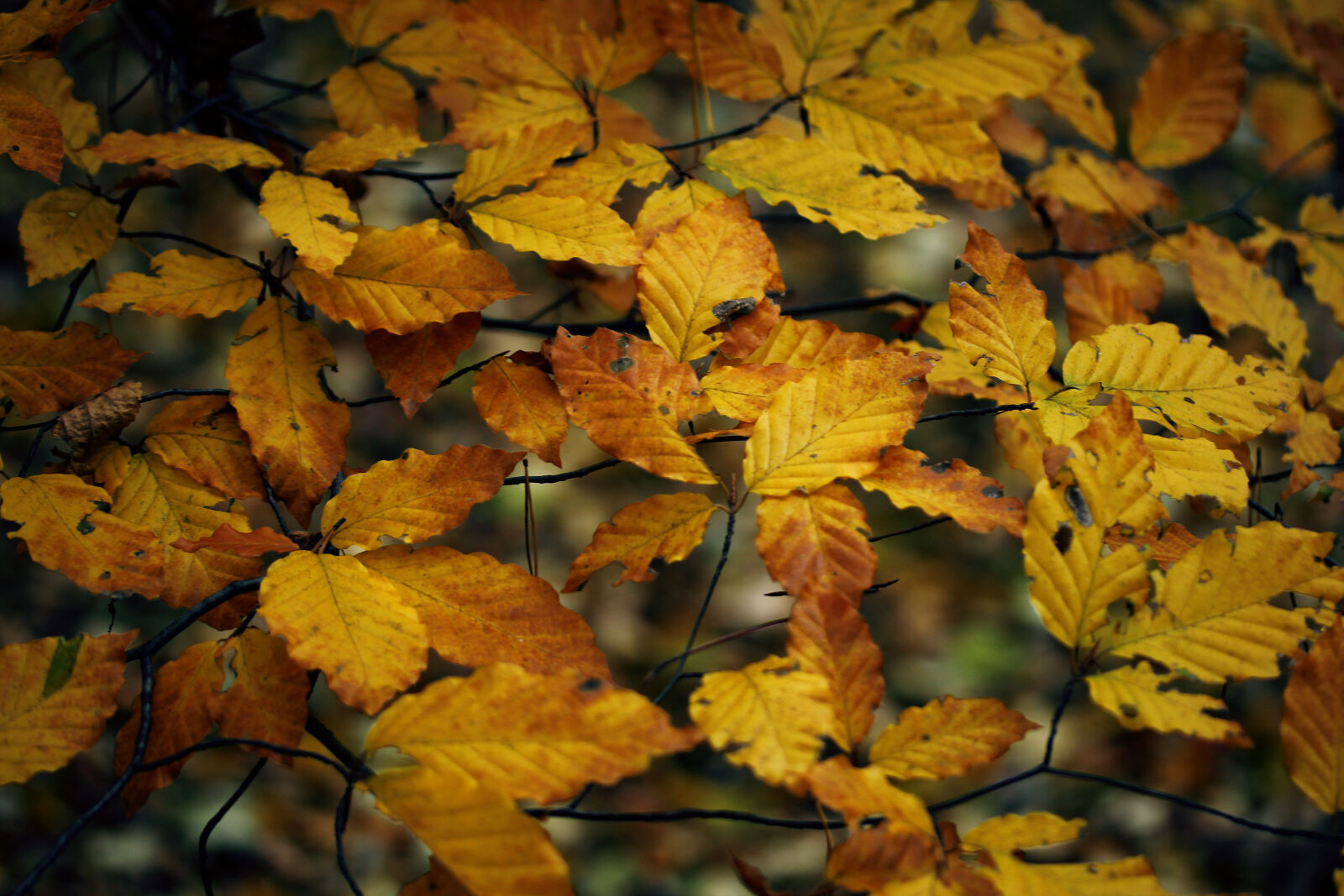 Canon EF-S 60mm F2.8 Macro USM sample photo. Autumn, autumn, leaves, fall photography