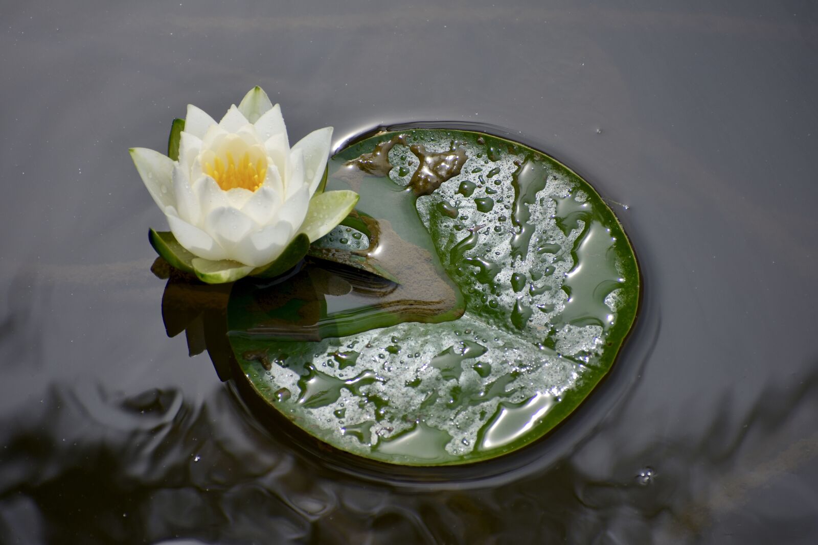 Nikon D3400 sample photo. Pond, lily, bloom photography