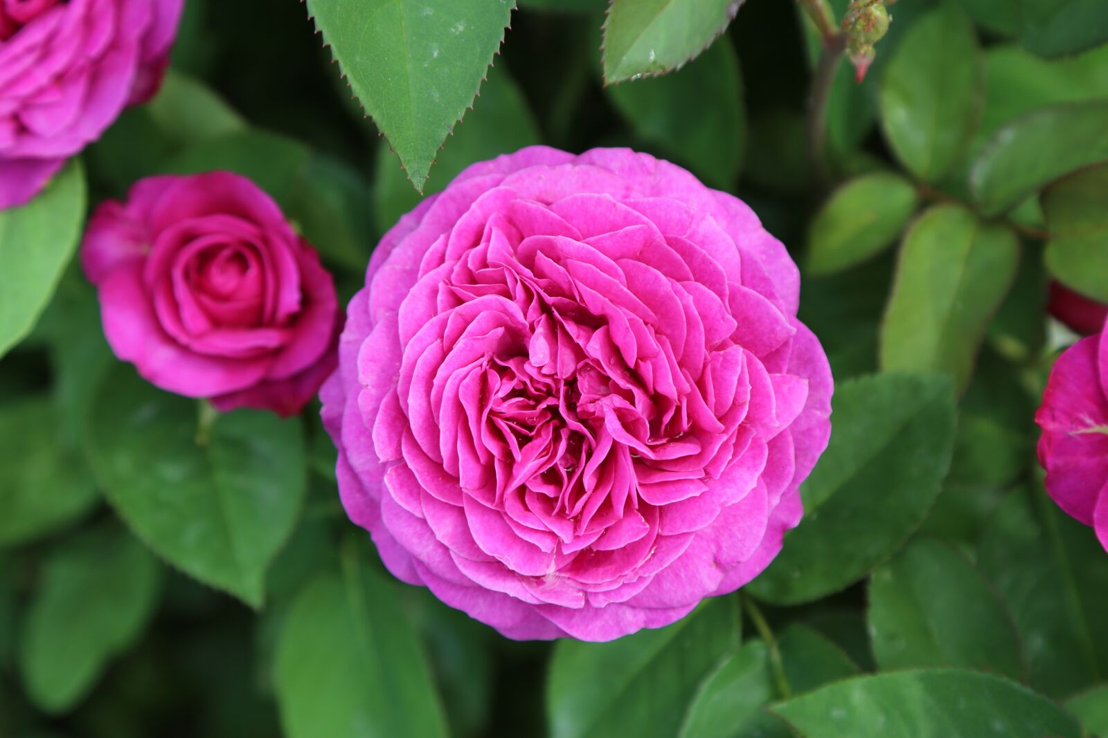 Canon EF 24-105mm F4L IS USM sample photo. Rose, red, gulpembe photography