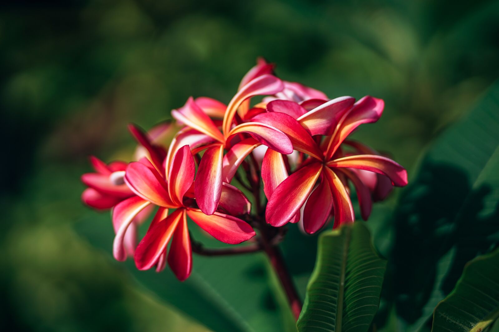 Sony a7 II + DT 85mm F1.8 SAM sample photo. Pink, plumeria, flowers photography