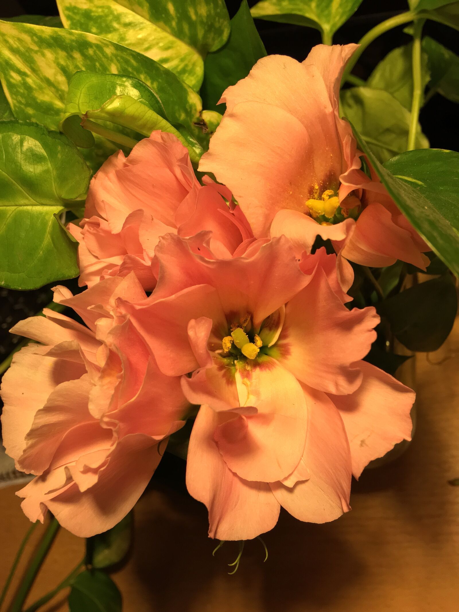 Apple iPhone 6s Plus sample photo. Orange flower, pistils, petals photography