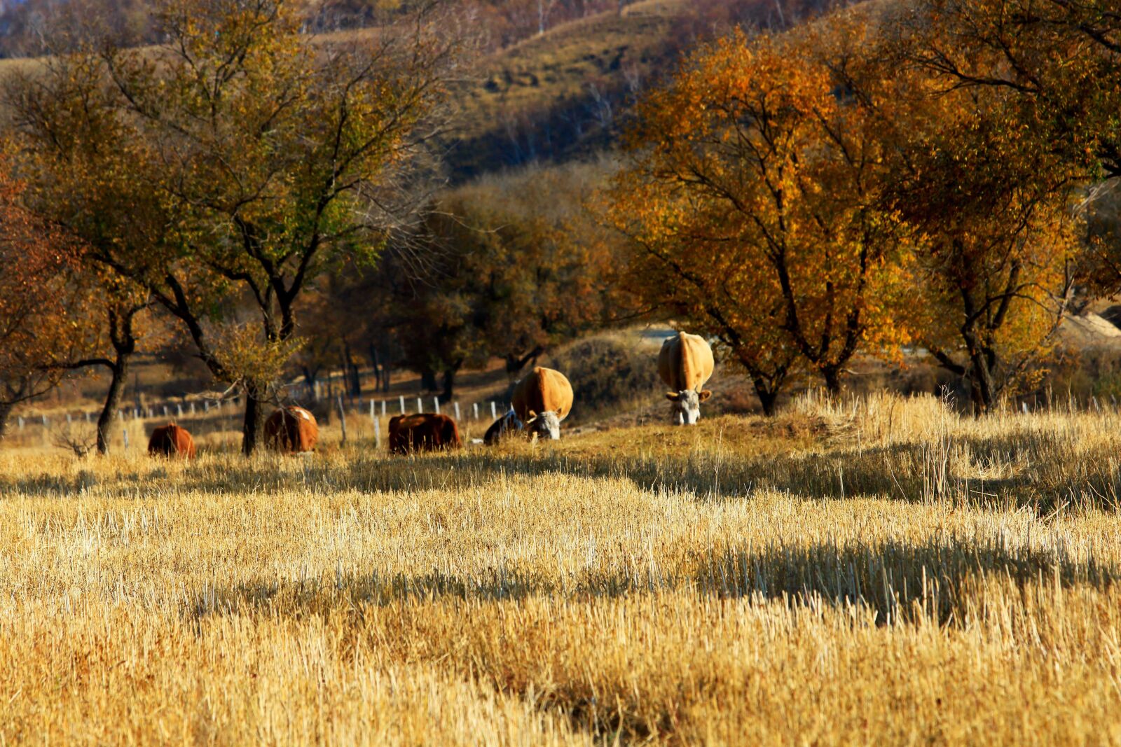 Canon EOS 70D + Canon EF 70-200mm F2.8L IS USM sample photo. Autumn, the scenery, tree photography