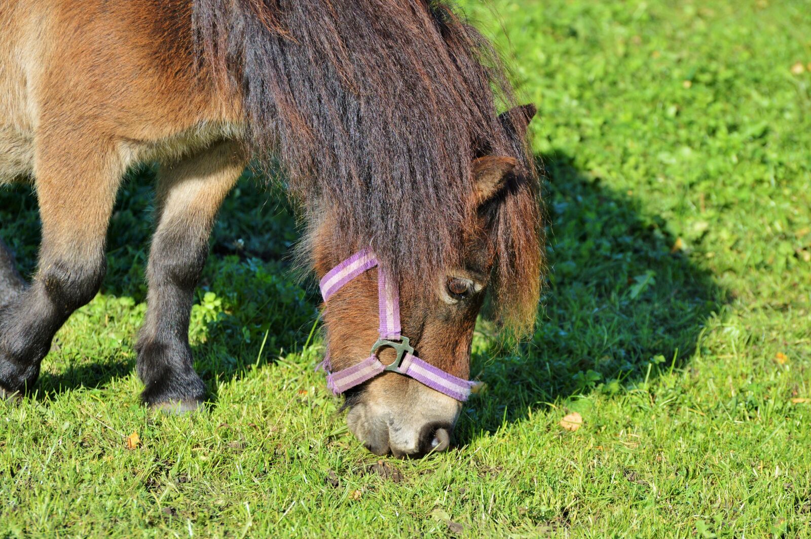 Nikon D3200 sample photo. Horse, pony, mane photography