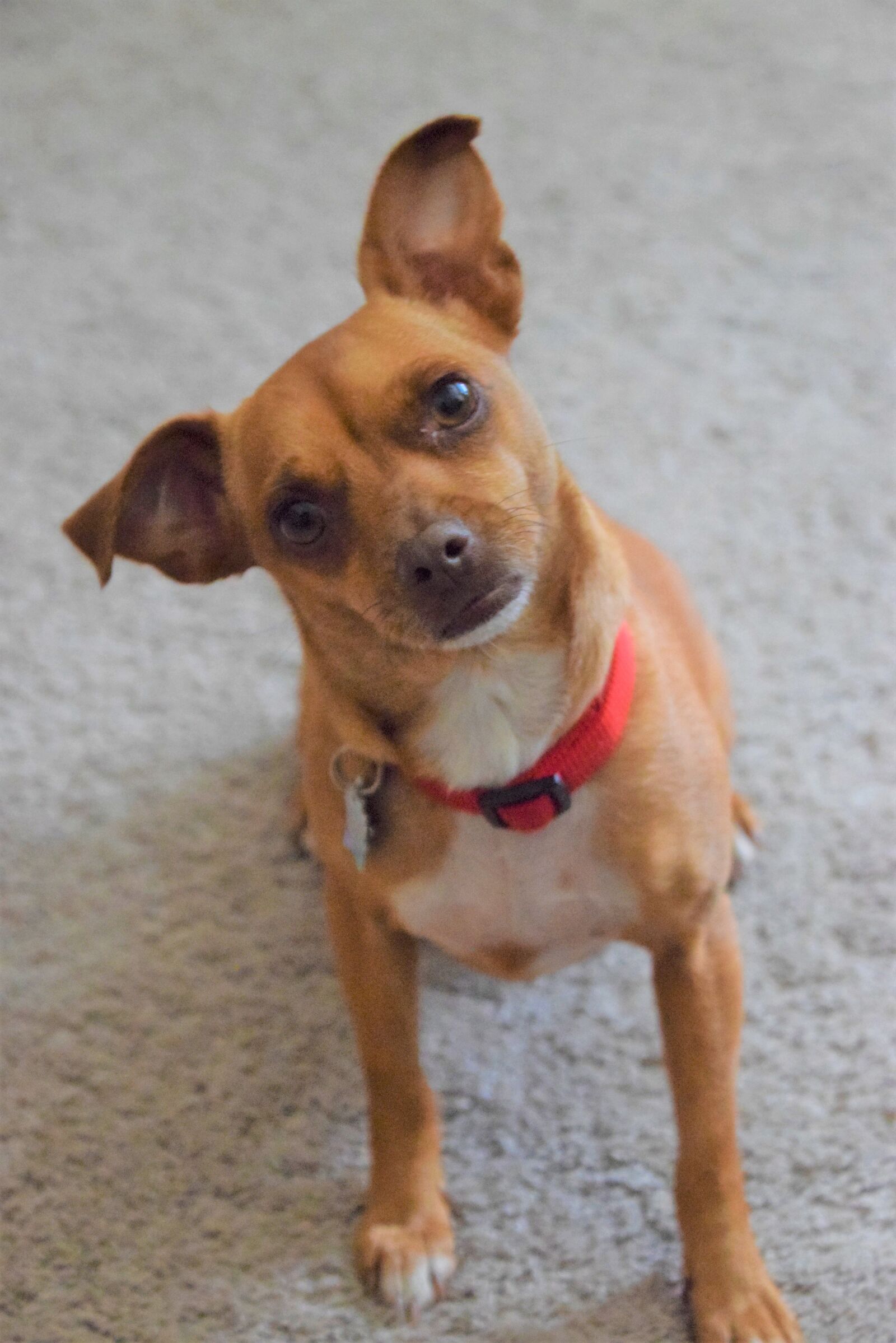 Nikon D3300 sample photo. Cute, questions, pet photography