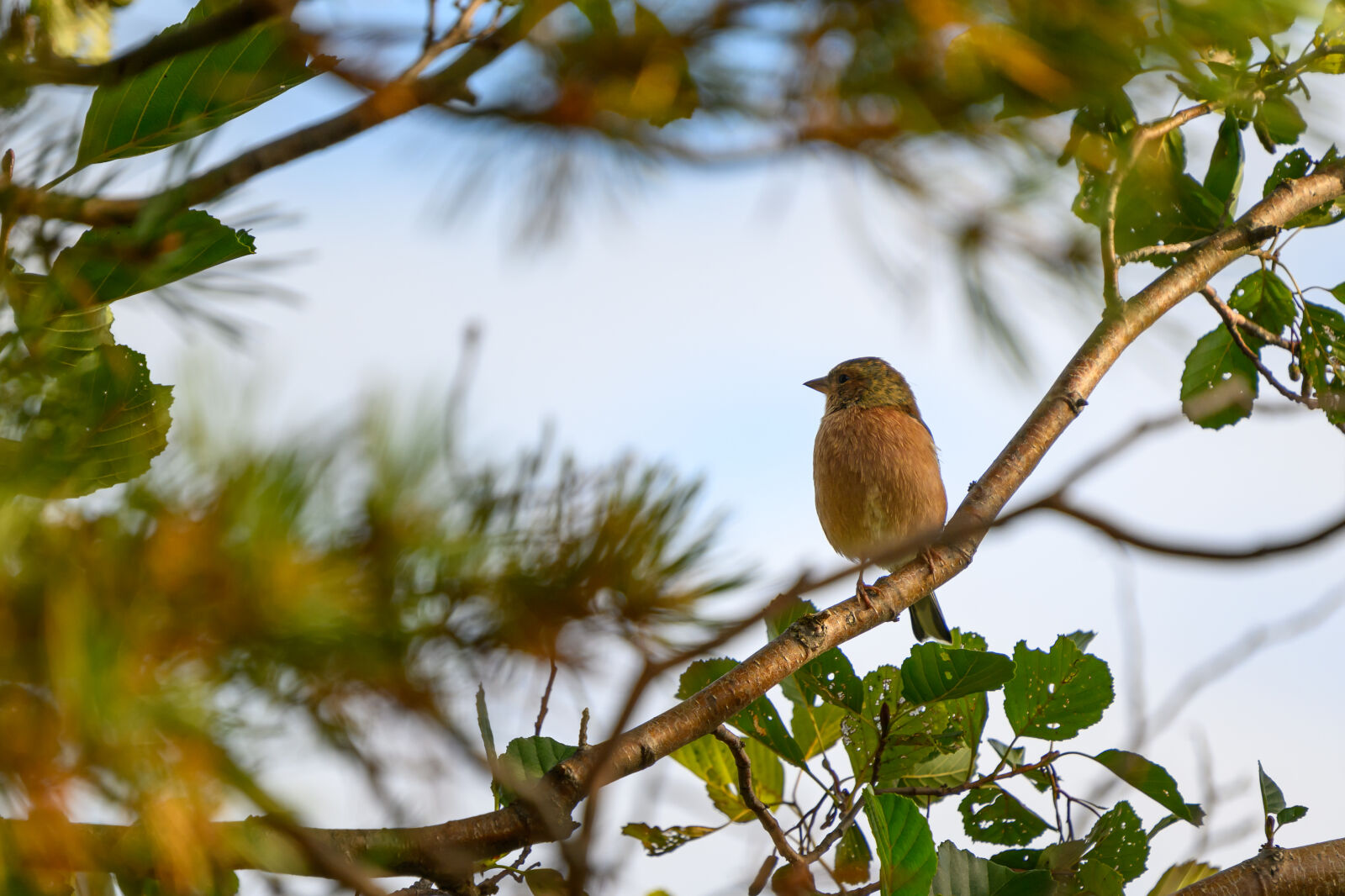 Nikon Z8 sample photo. Early bird tree photography