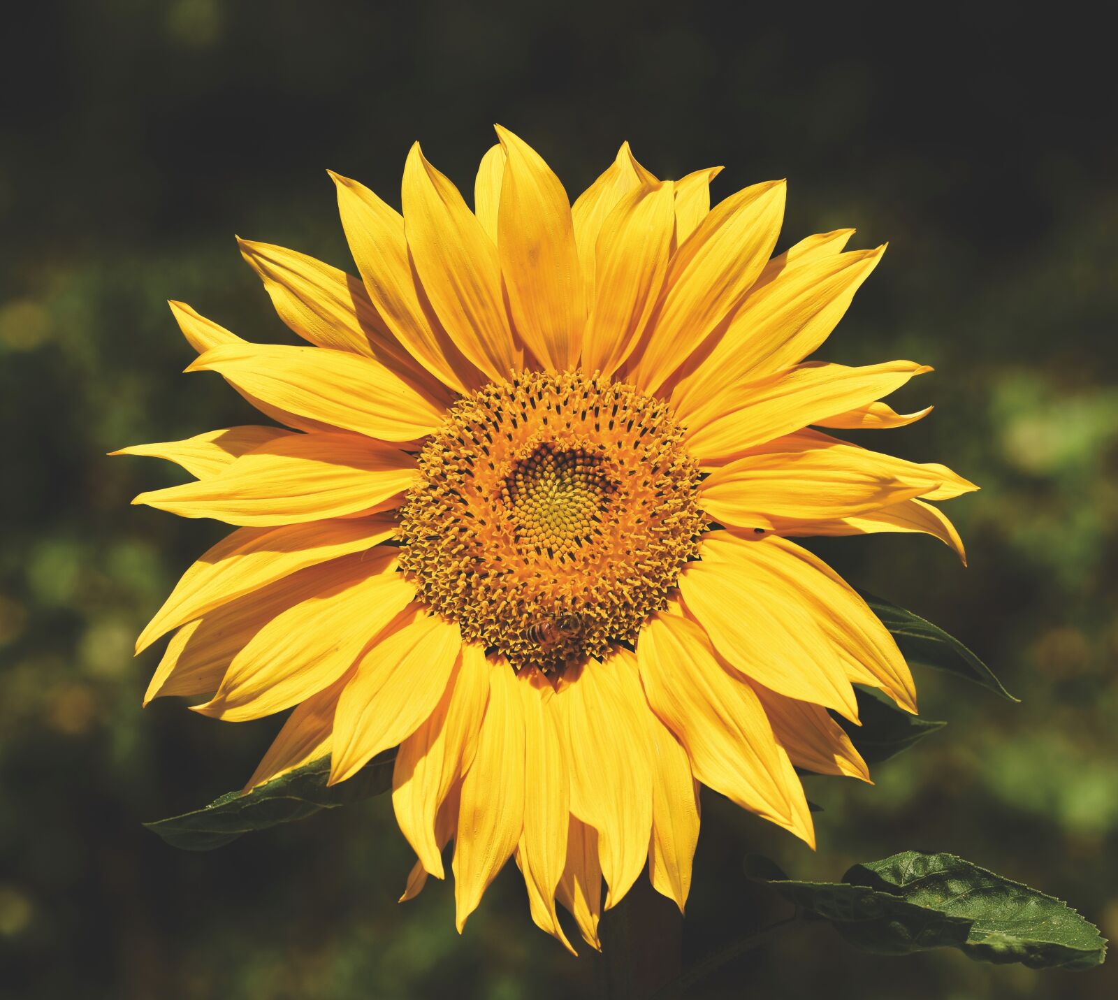Nikon D7200 sample photo. Sunflower, blossom, bloom photography