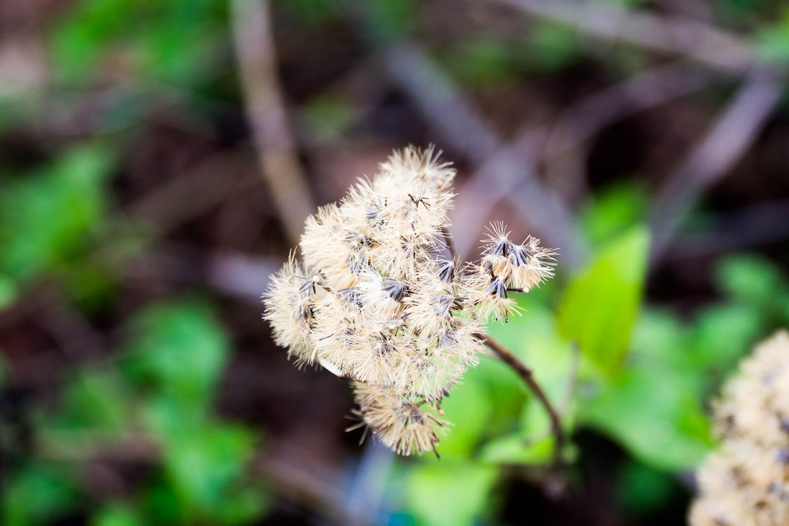 Olympus OM-D E-M10 II + Olympus M.Zuiko Digital ED 12-100mm F4.0 IS Pro sample photo. Flower, wild, home garden photography