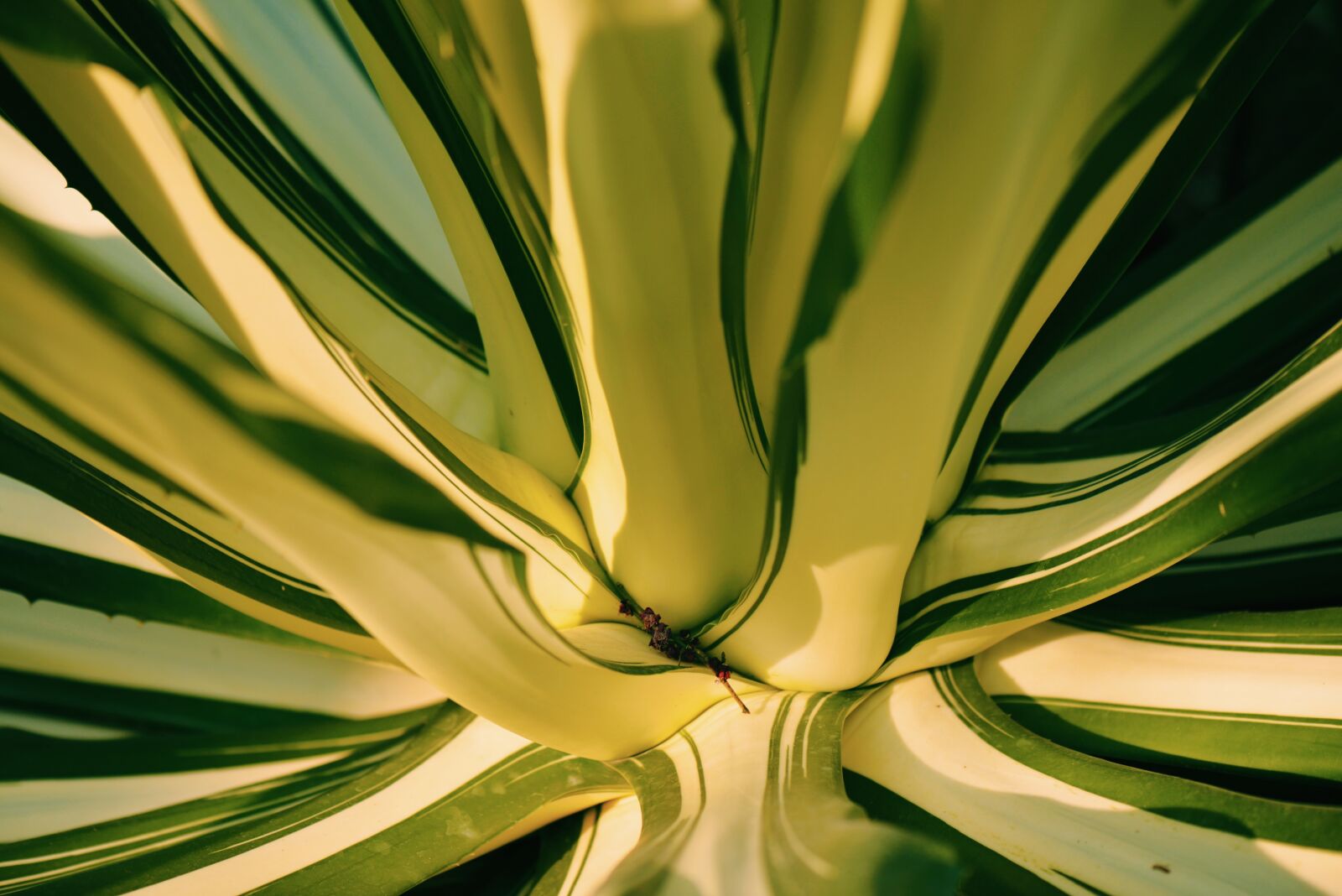 Nikon D610 sample photo. Cactus, close-up, line photography