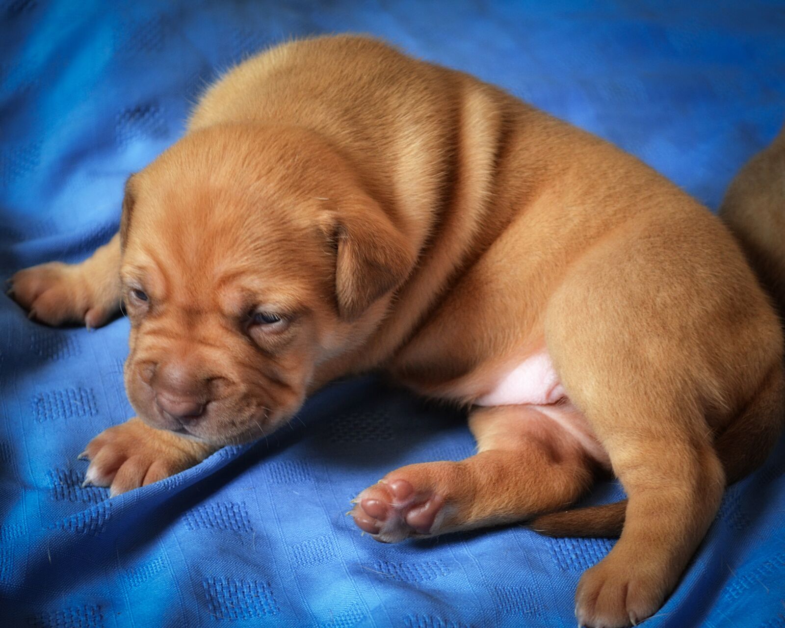 Nikon D3100 sample photo. Dog, k9, pet photography
