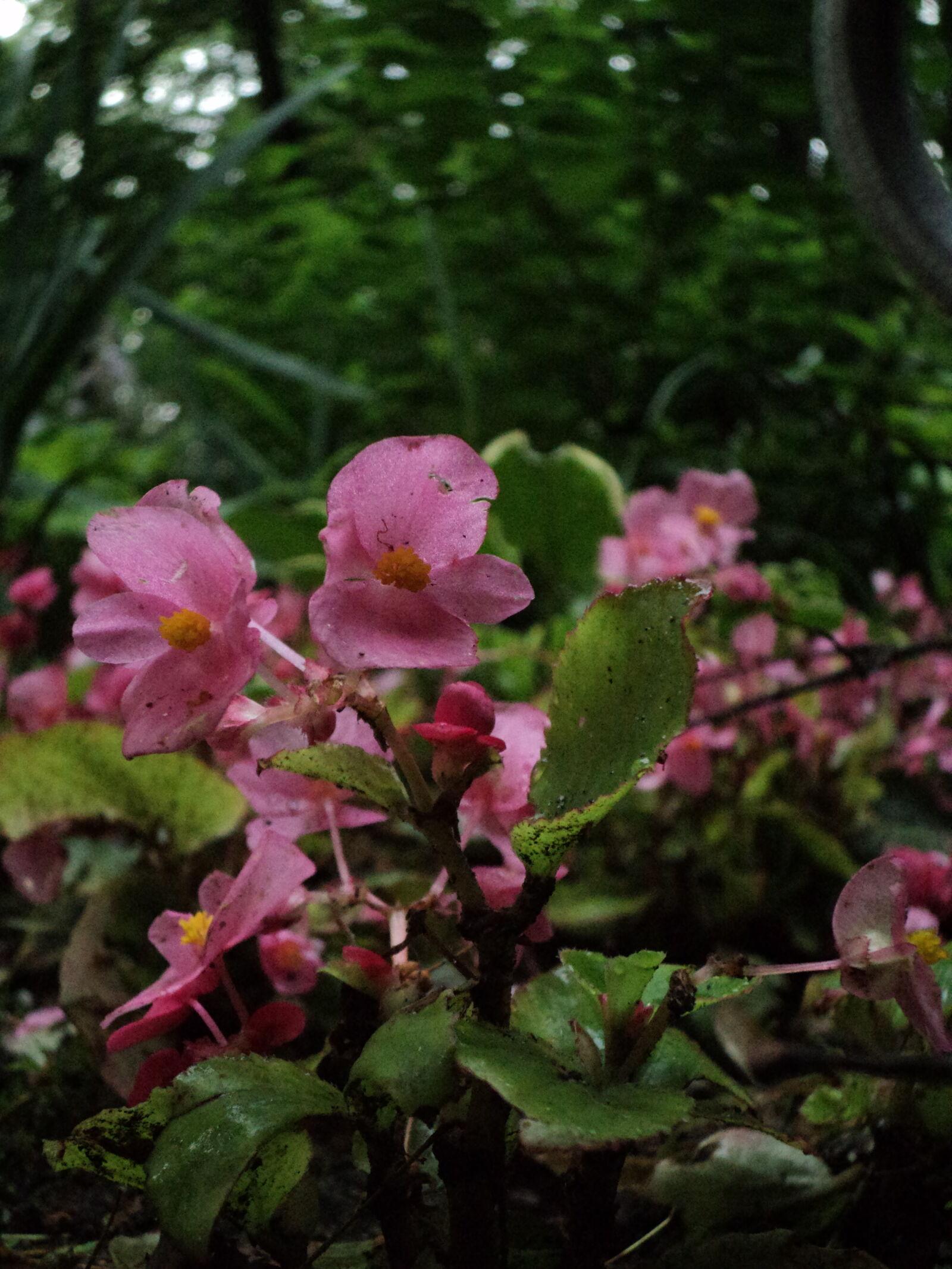 Sony DSC-S2100 sample photo