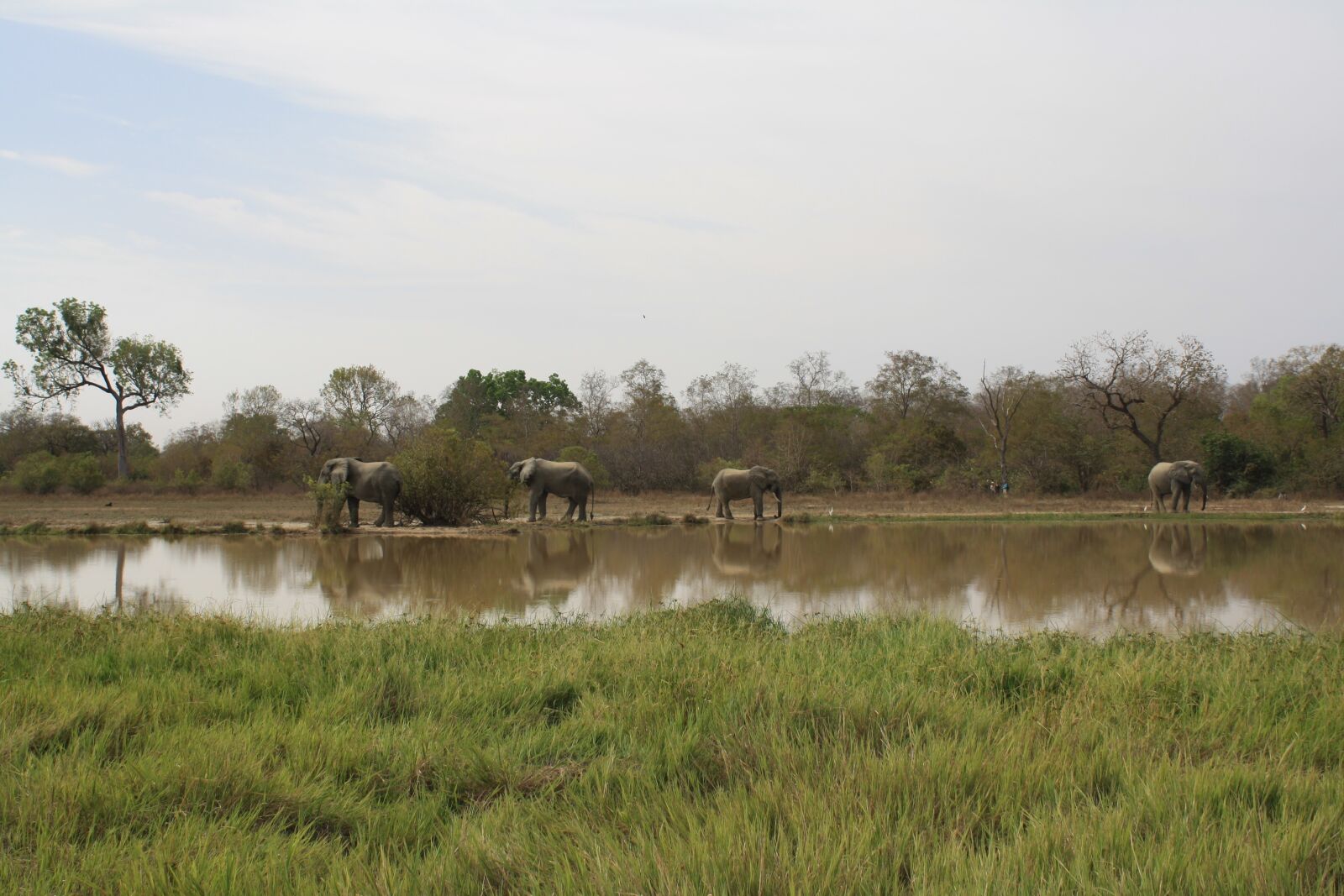 Canon EOS 1000D (EOS Digital Rebel XS / EOS Kiss F) sample photo. Ghana, elephants, natural reserve photography