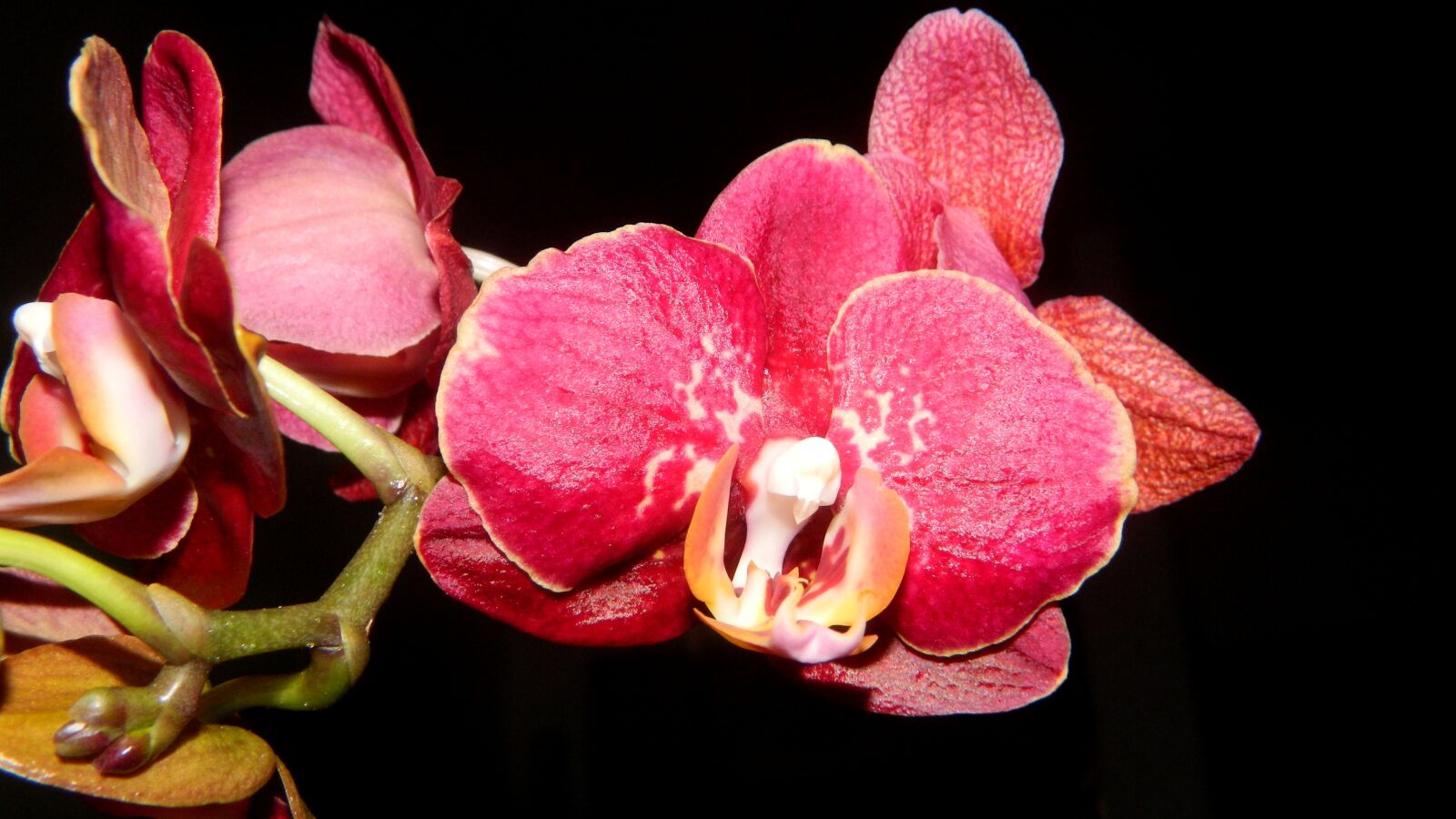 Nikon Coolpix L120 sample photo. Flower, plants, orchid photography