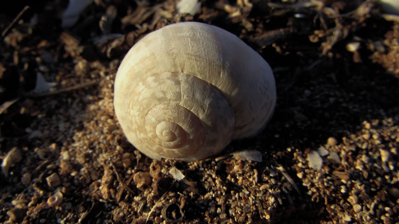 Canon PowerShot SX400 IS sample photo. Shell, helix, nature photography