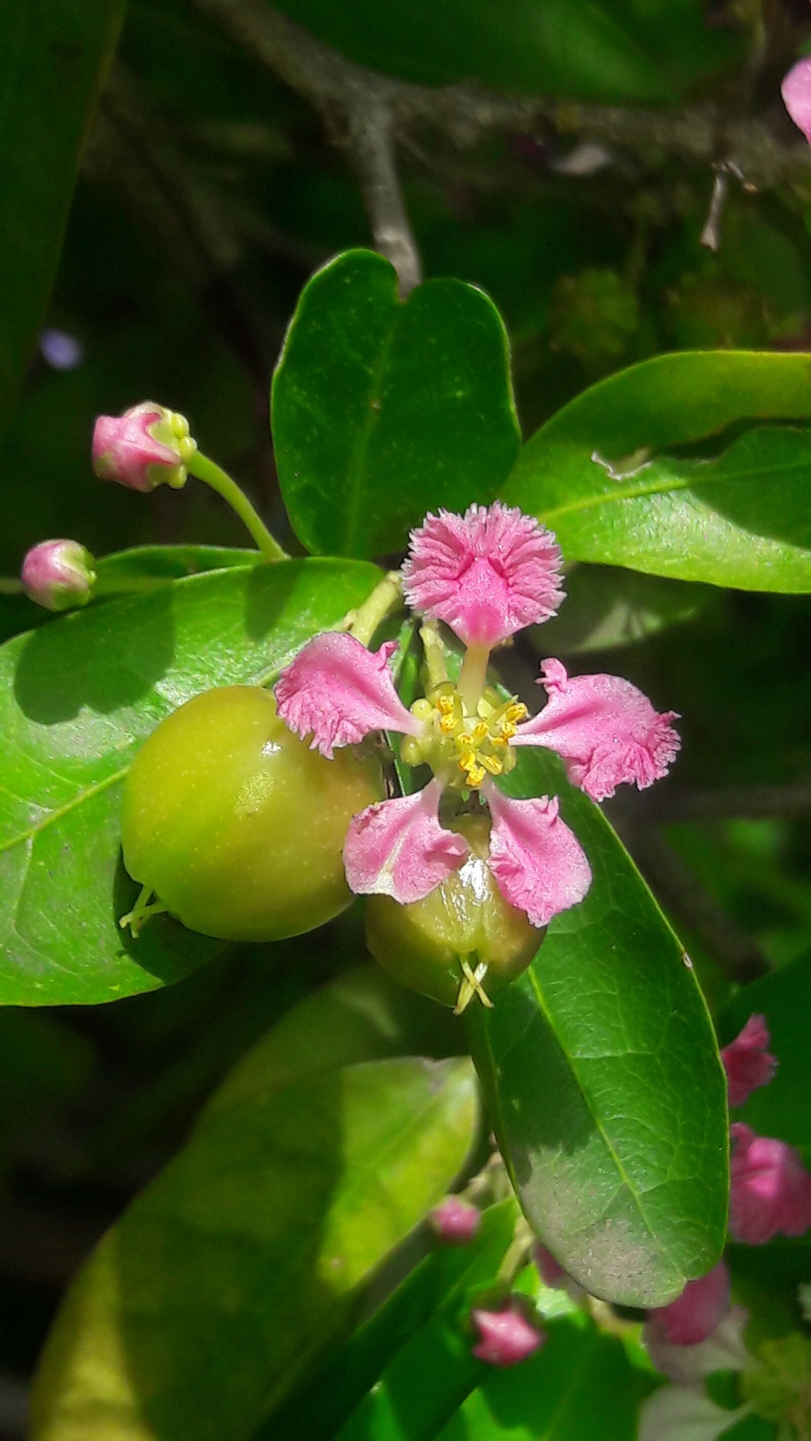 Samsung Galaxy J7 sample photo. Cherries, malphigia, glabra photography