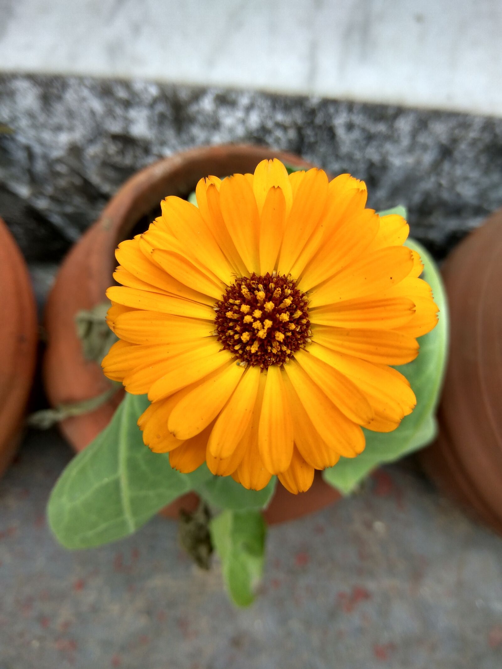 Xiaomi Redmi Note3 sample photo. Yellow flower, flower, yellow photography
