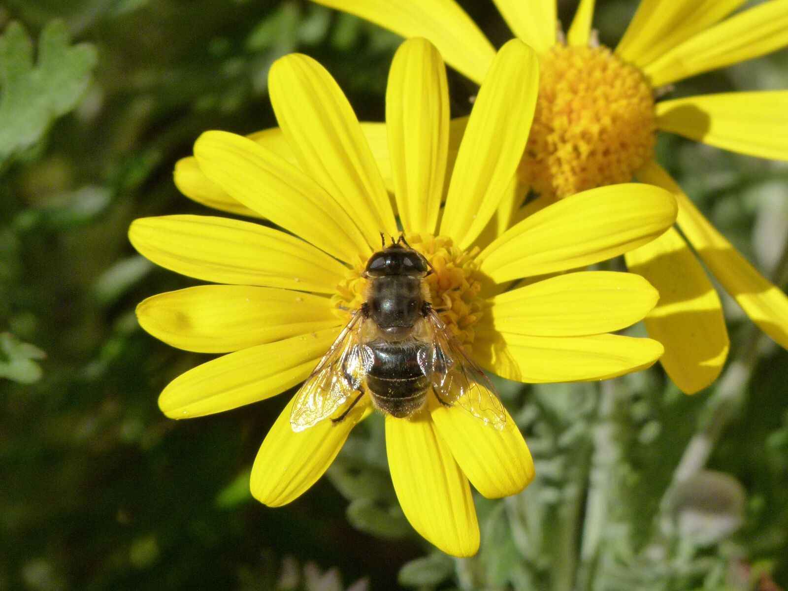 Leica V-Lux 2 sample photo. Bee, libar, flower photography
