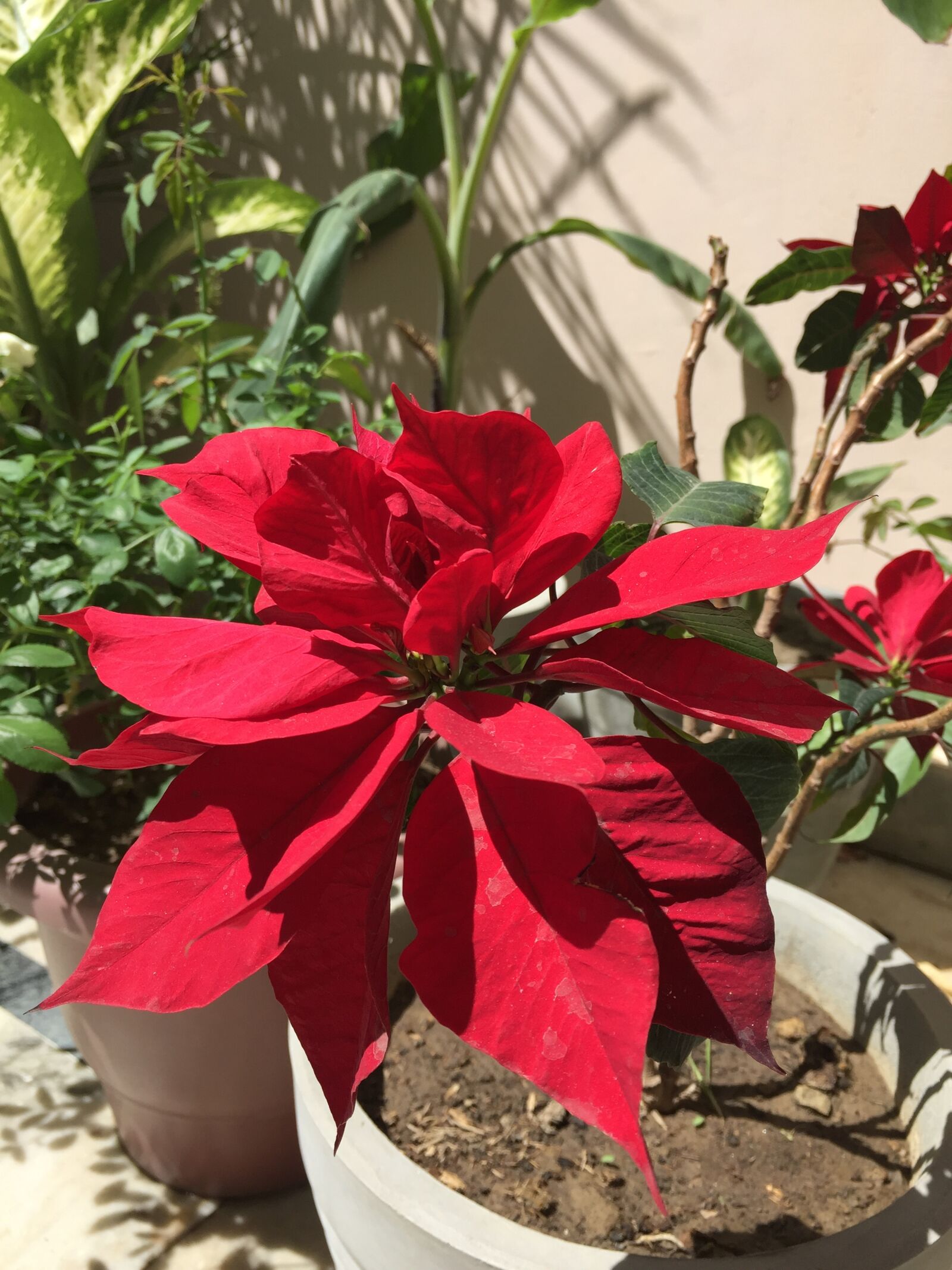 Apple iPhone 6 sample photo