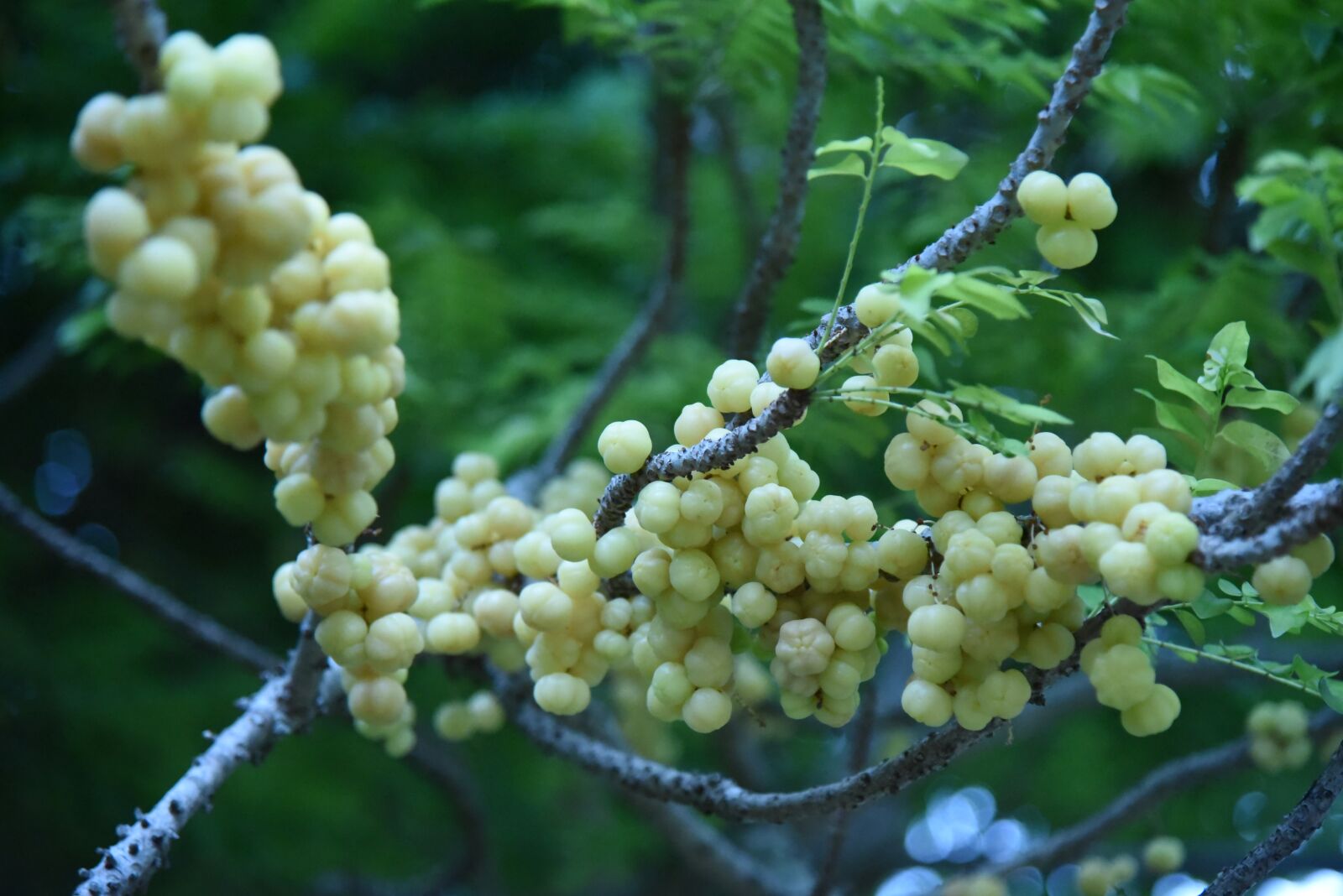 Nikon D750 sample photo. Berry, fruit, healthy photography