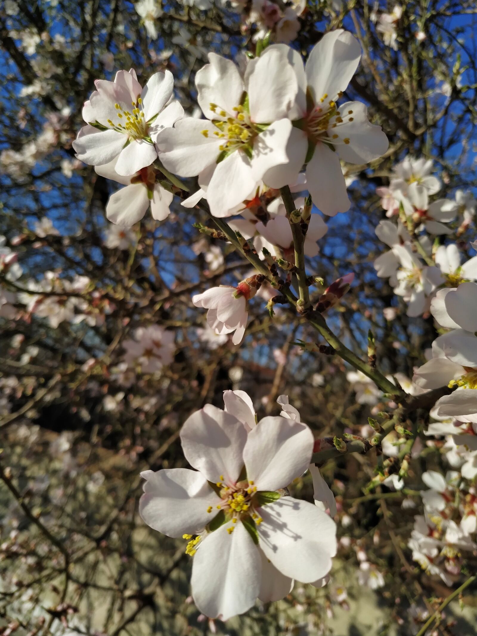 Xiaomi MI 8 Lite sample photo. Spring, nature, flower photography