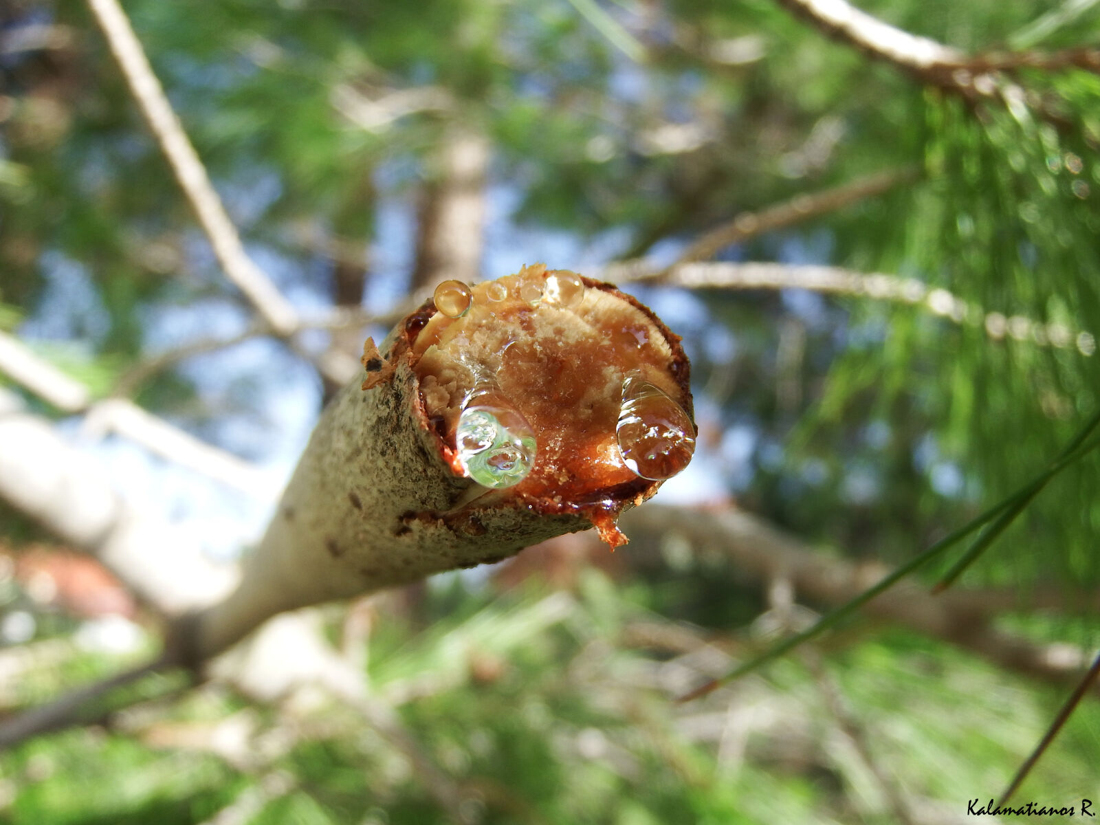 Fujifilm FinePix S1 sample photo. Drop, drops, macro, resin photography