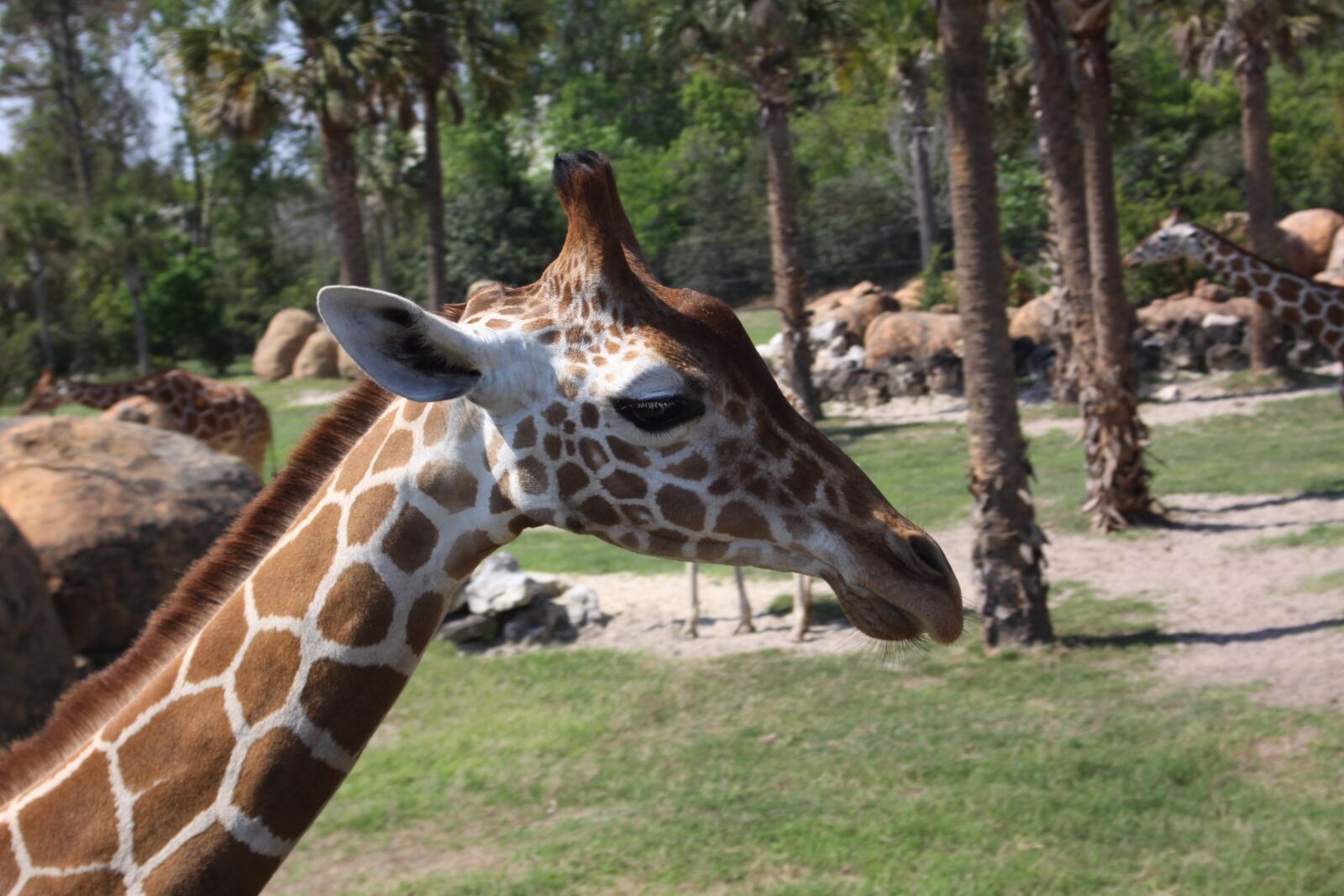 Canon EOS 50D sample photo. Long, zoo, tall photography