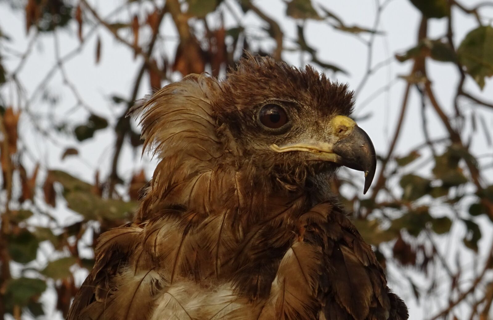 Sony DSC-HX60V sample photo. Bird, portrait, avian photography