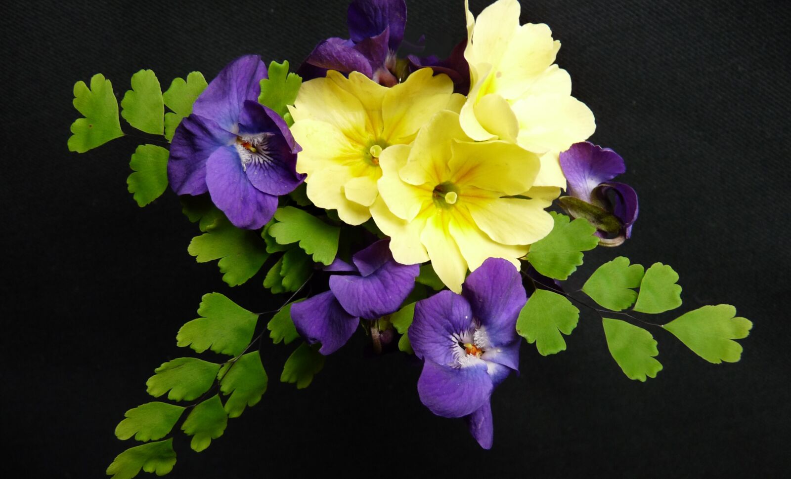 Panasonic Lumix DMC-FZ28 sample photo. Flowers, primrose, violets photography