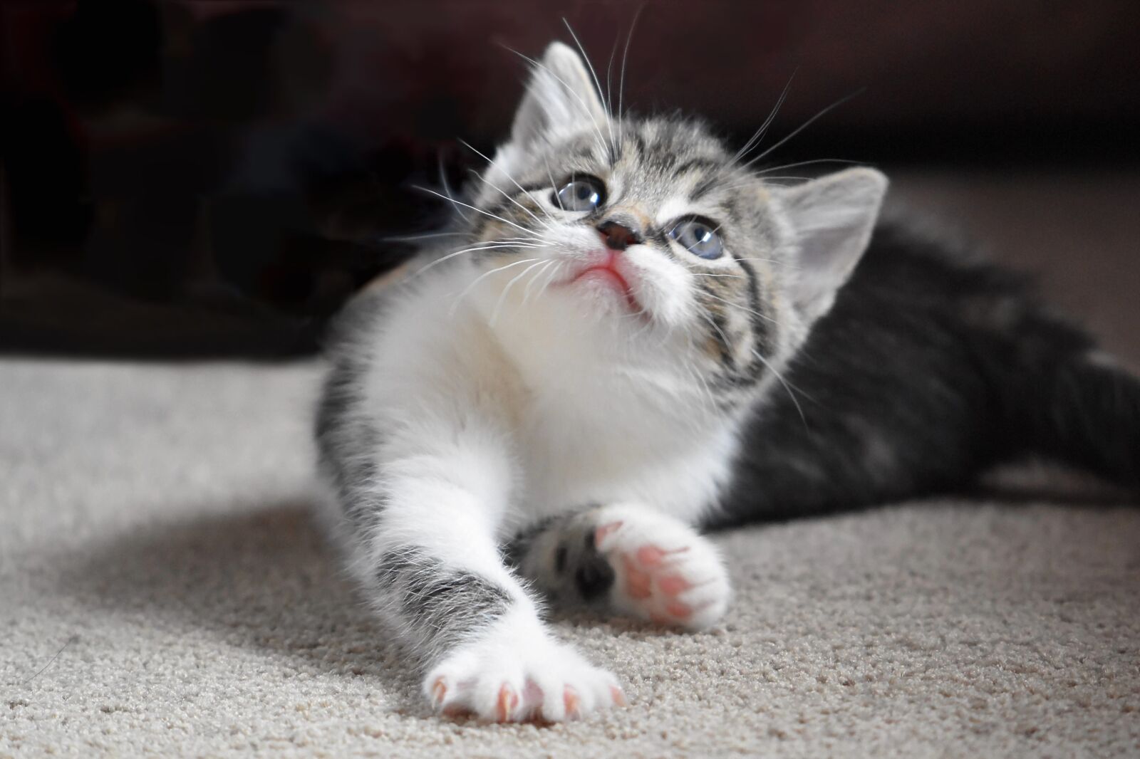 Nikon D5600 sample photo. Cat, kitten, young cat photography