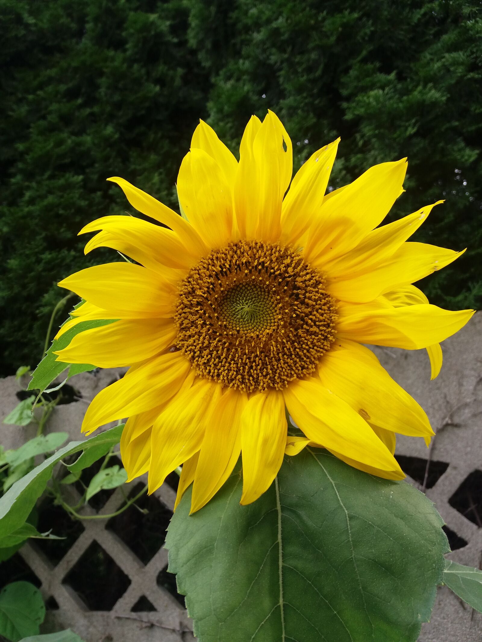 Samsung Galaxy J5 sample photo. Nature, plant, summer photography