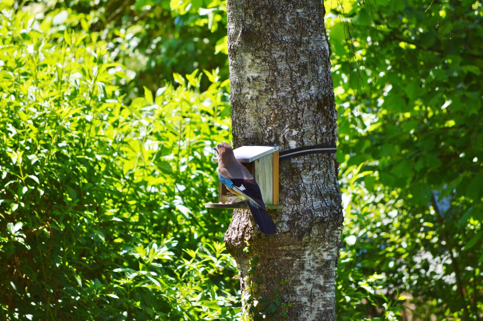 Nikon D3200 sample photo. Jay, bird, garrulus glandarius photography