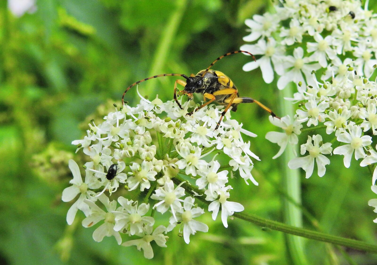Nikon Coolpix P900 sample photo. Beetle, longhorn beetle, insect photography
