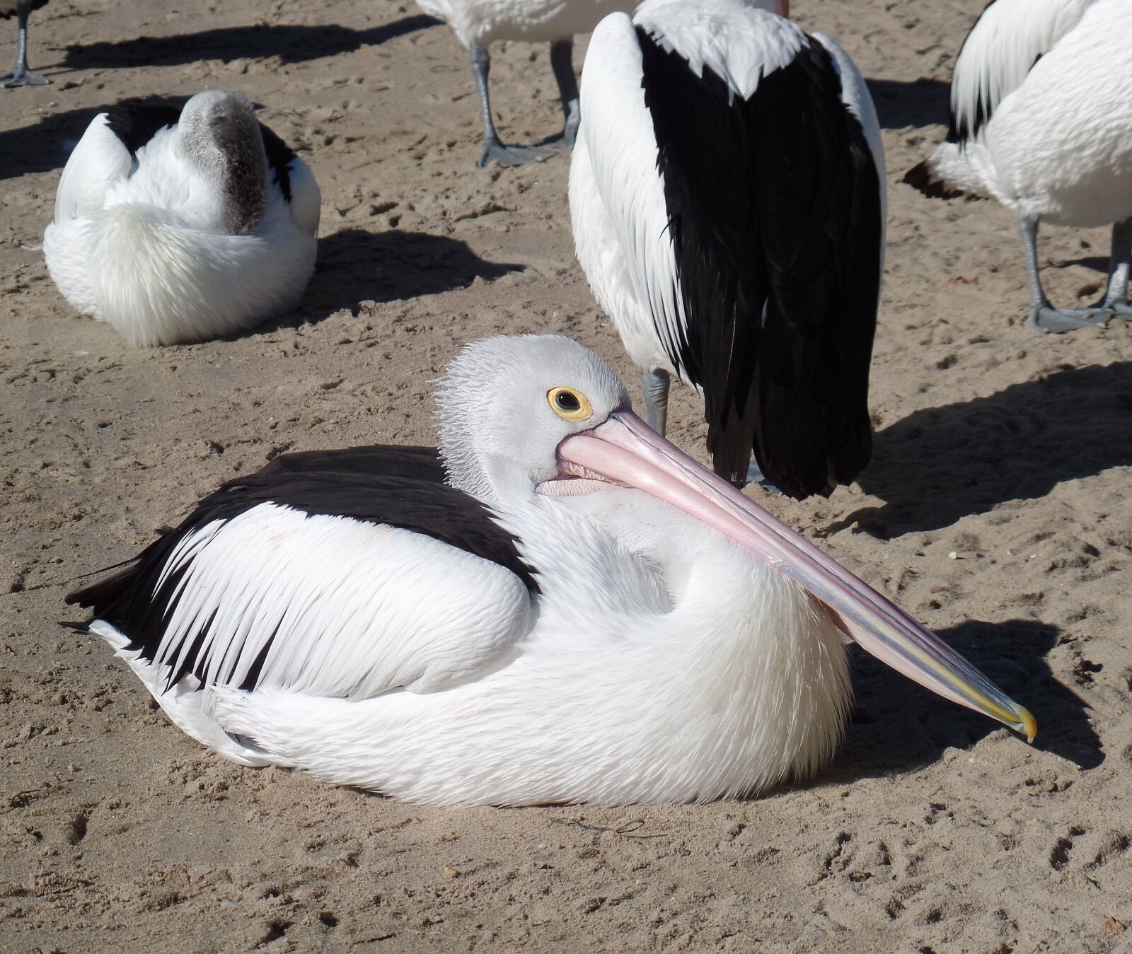 Samsung WB350F/WB351F/WB352F sample photo. Pelican, bird, nature photography