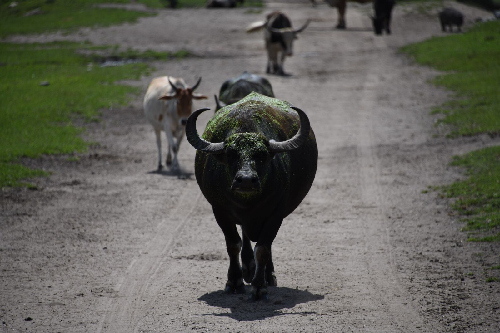 Nikon D850 sample photo. Water buffalo, buffalo, farmer photography