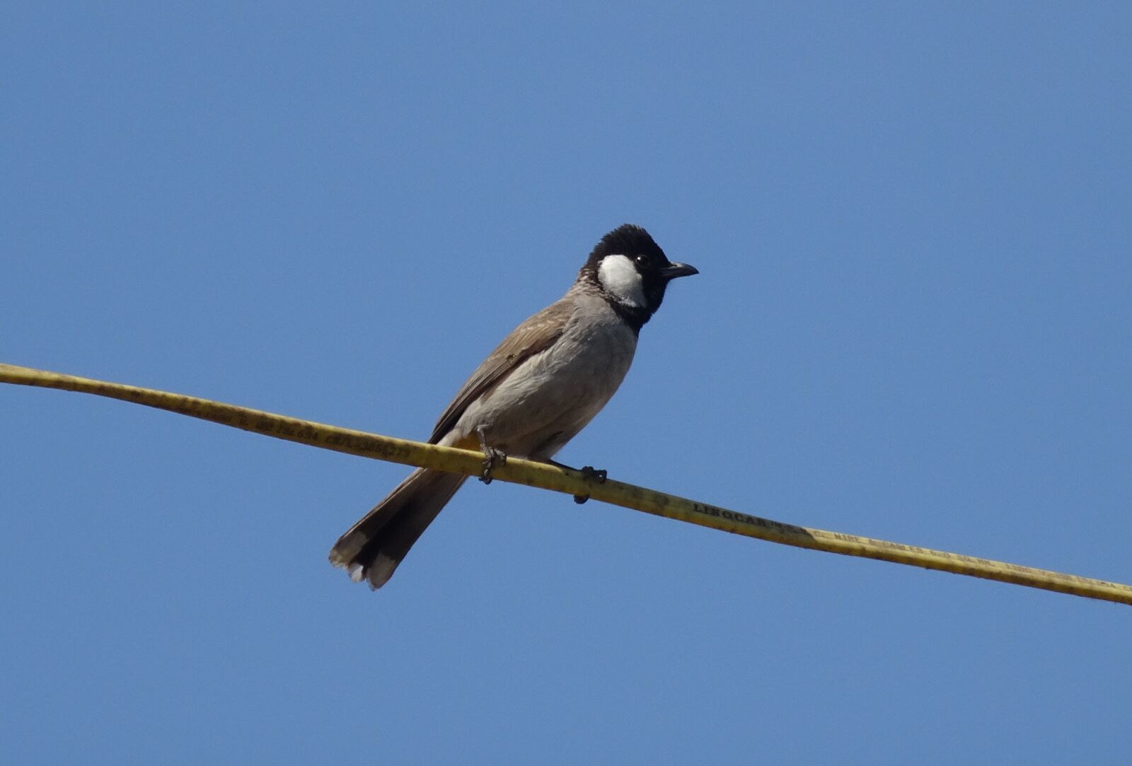 Sony Cyber-shot DSC-HX90V sample photo. Bird, bulbul, white-eared bulbul photography