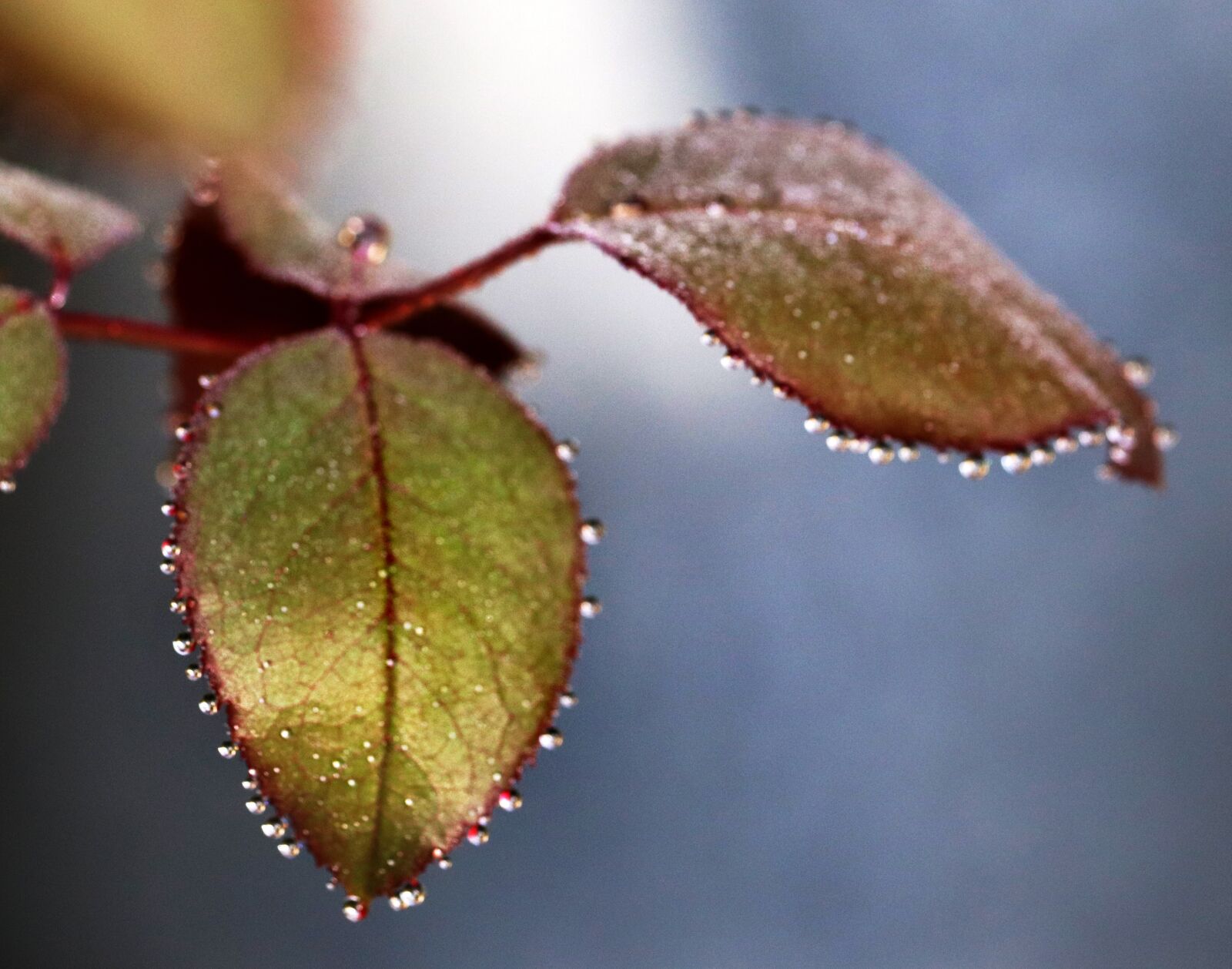 Canon EOS 800D (EOS Rebel T7i / EOS Kiss X9i) sample photo. Raindrops, rose, leaves photography