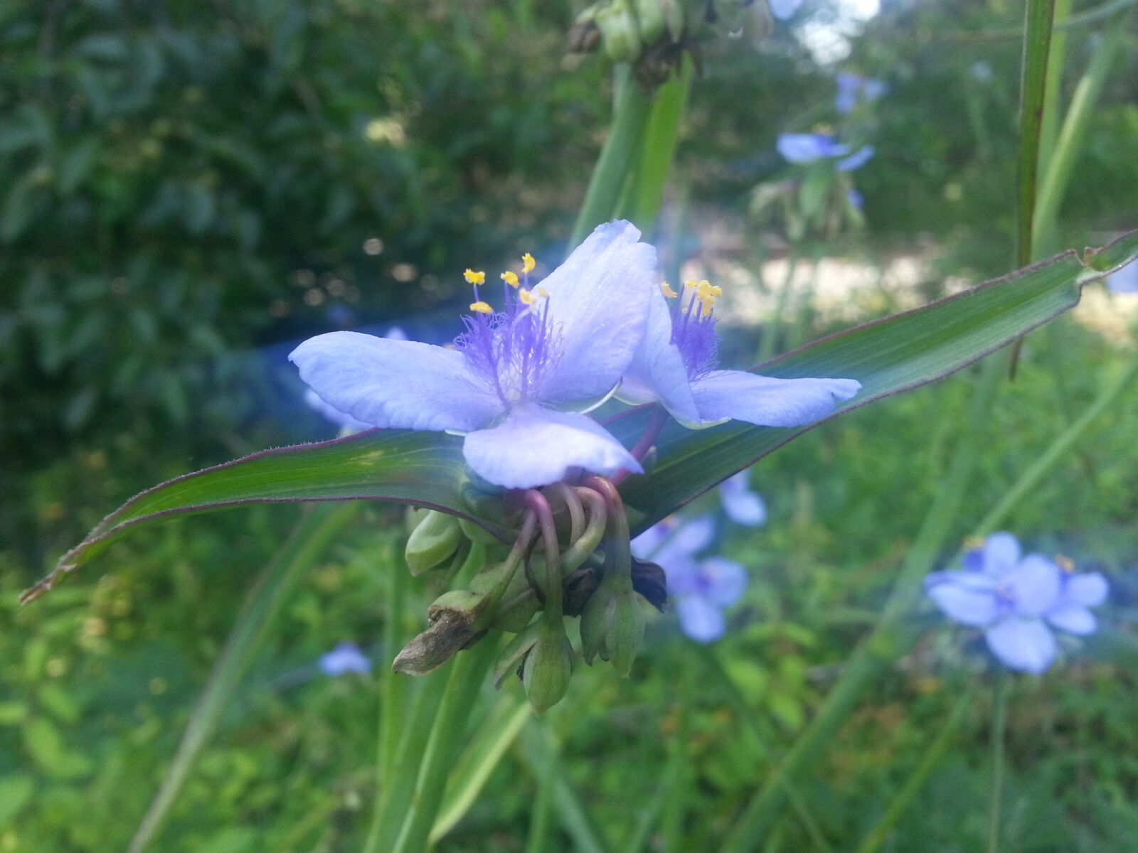 Samsung Galaxy Note2 sample photo