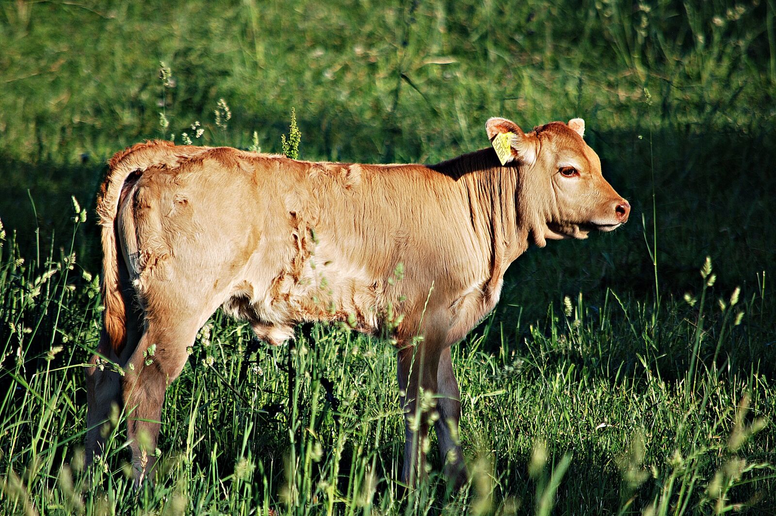 Nikon D80 sample photo. Cow, bull, animal breeding photography